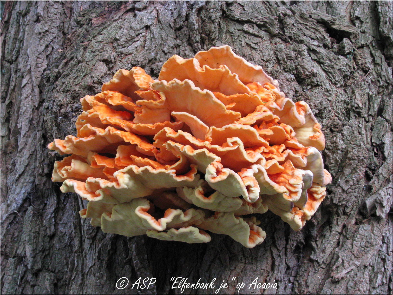 Laetiporus sulphureus