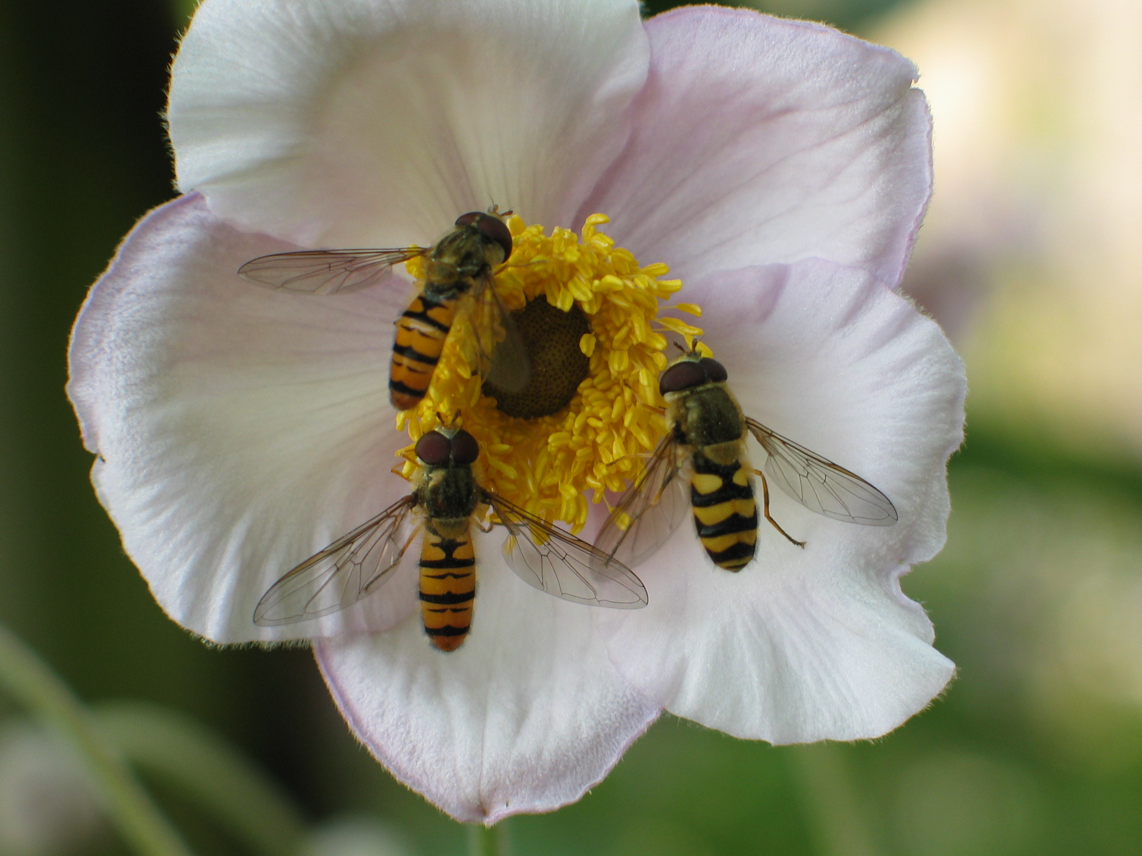met z'n drien op de herfstanemoon