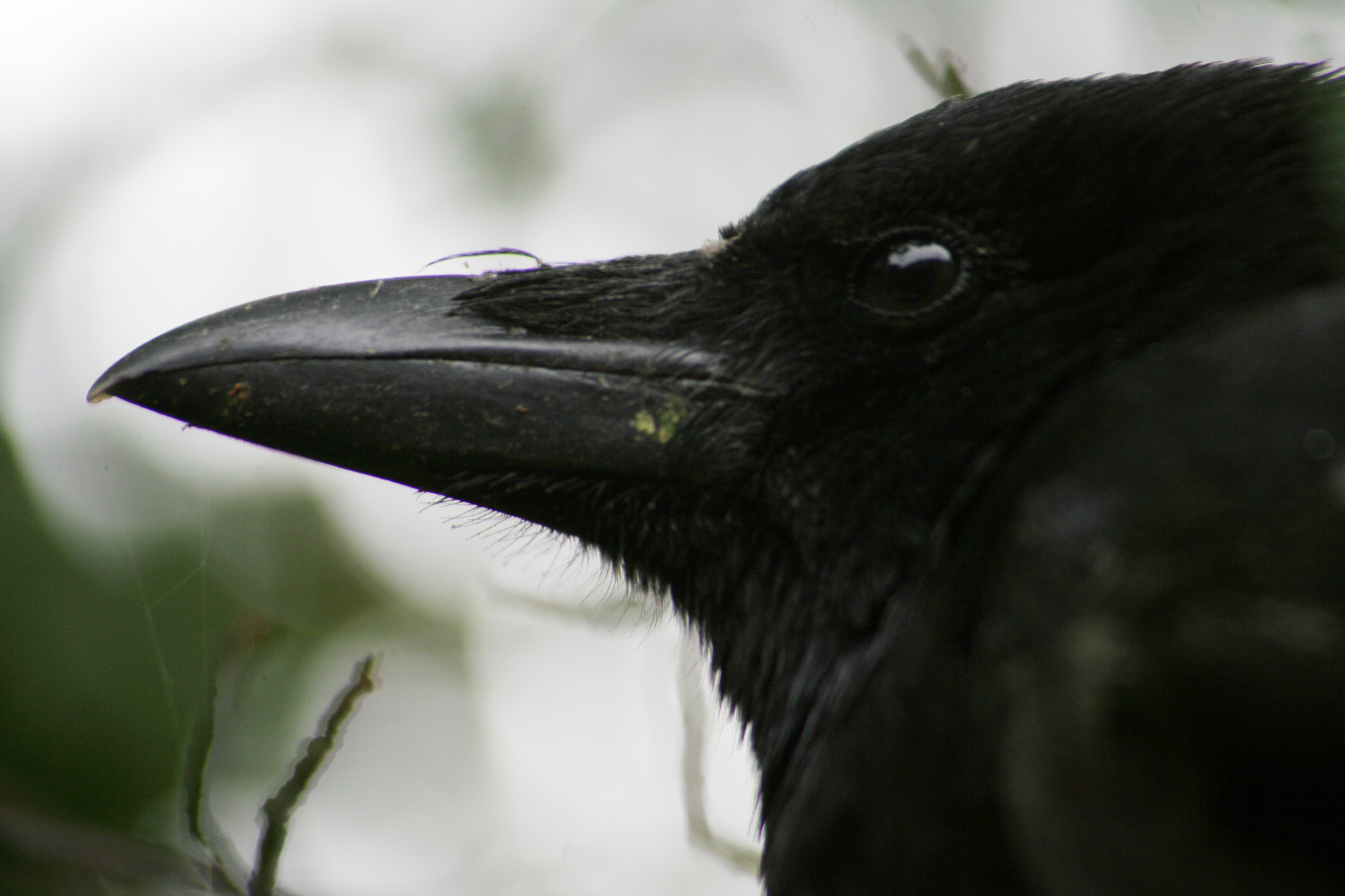 Gewonde kraai in de achtertuin