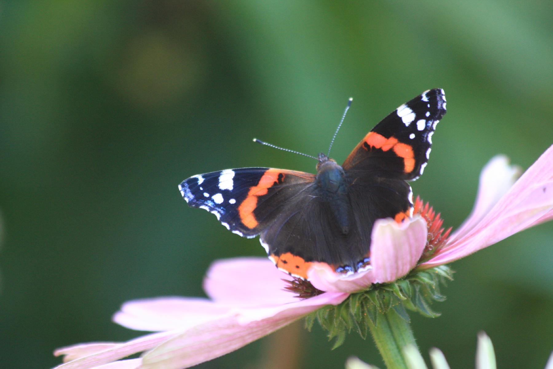 vlinder op bloem