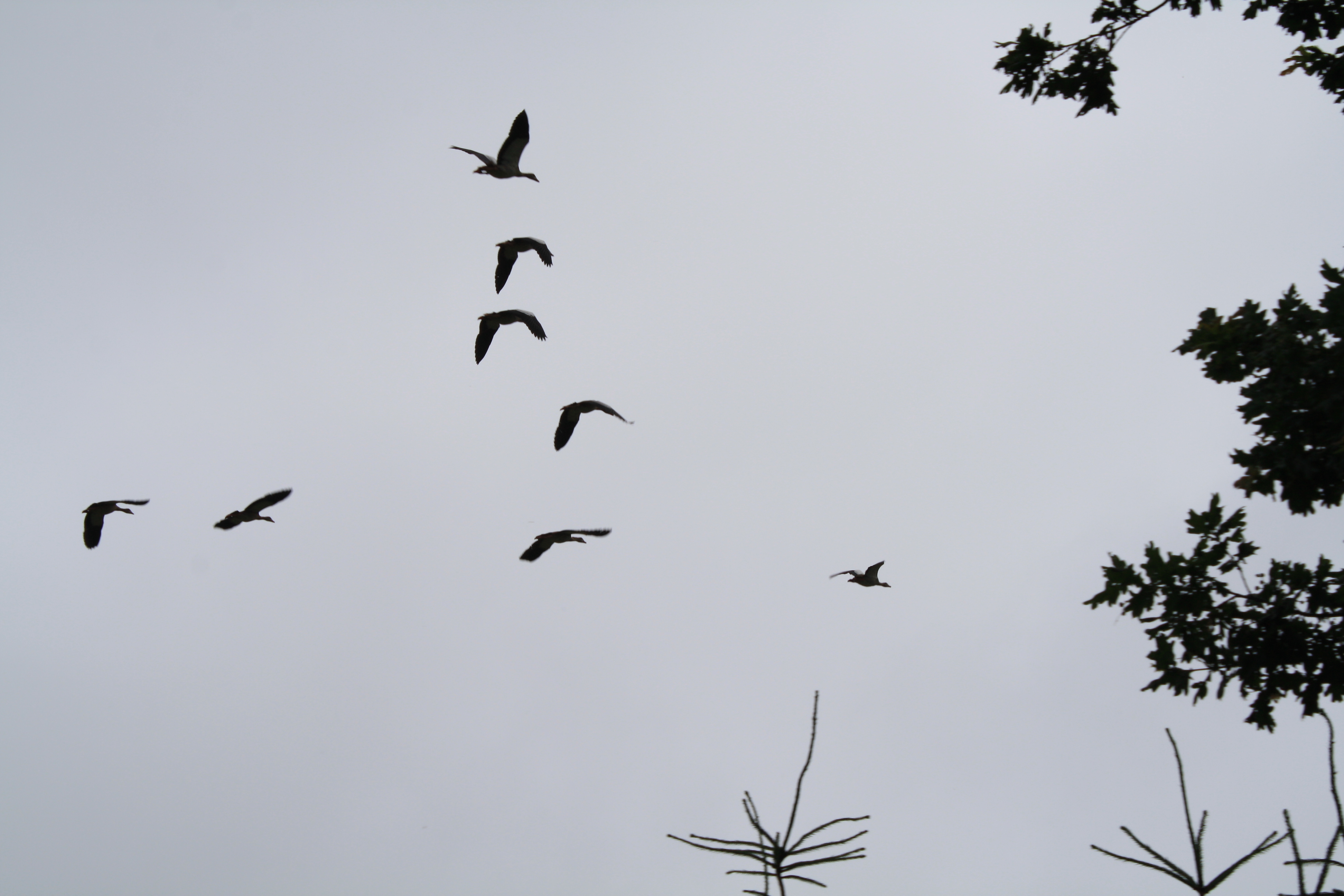 Bukken! Straaljagers!