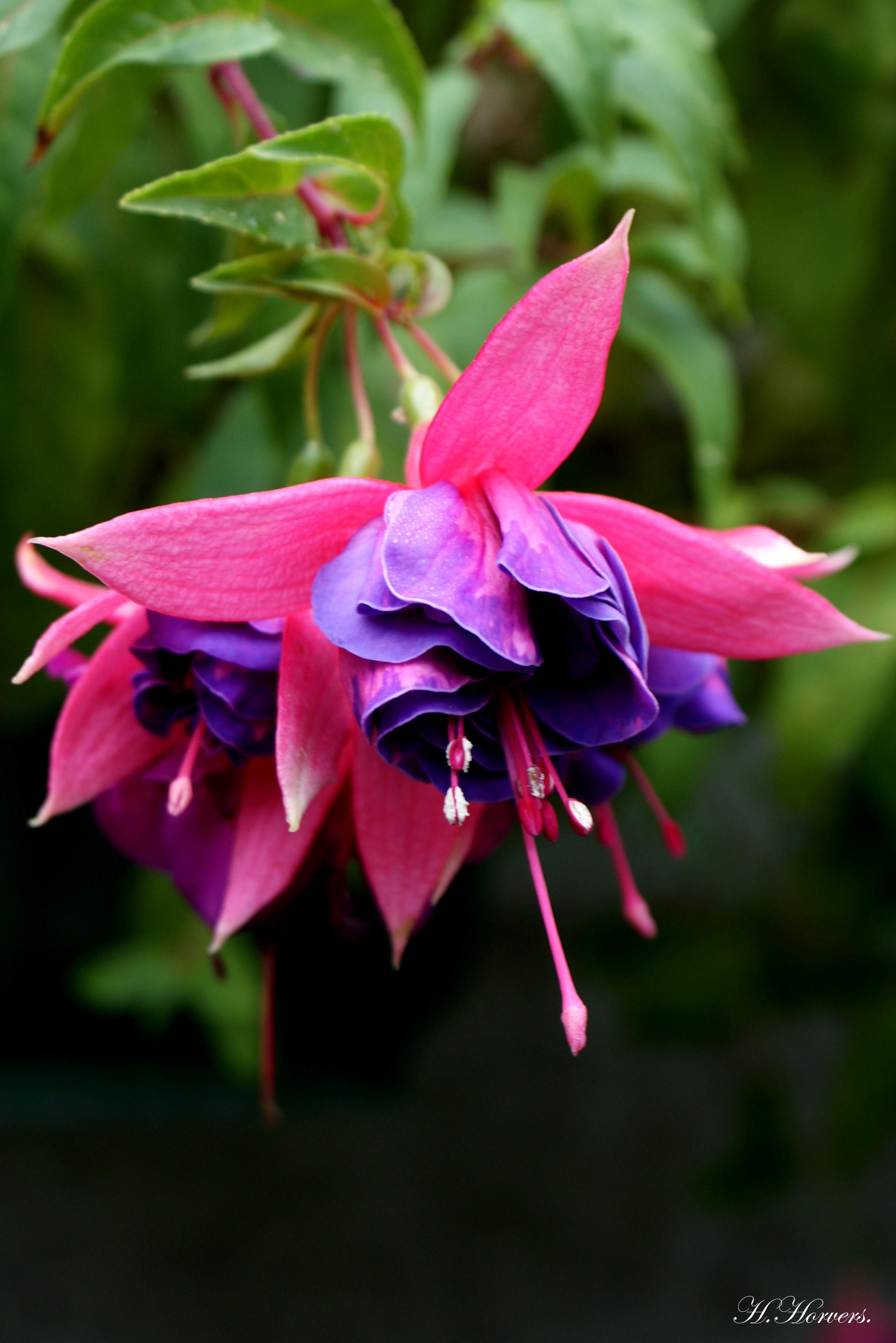 Fuchsia