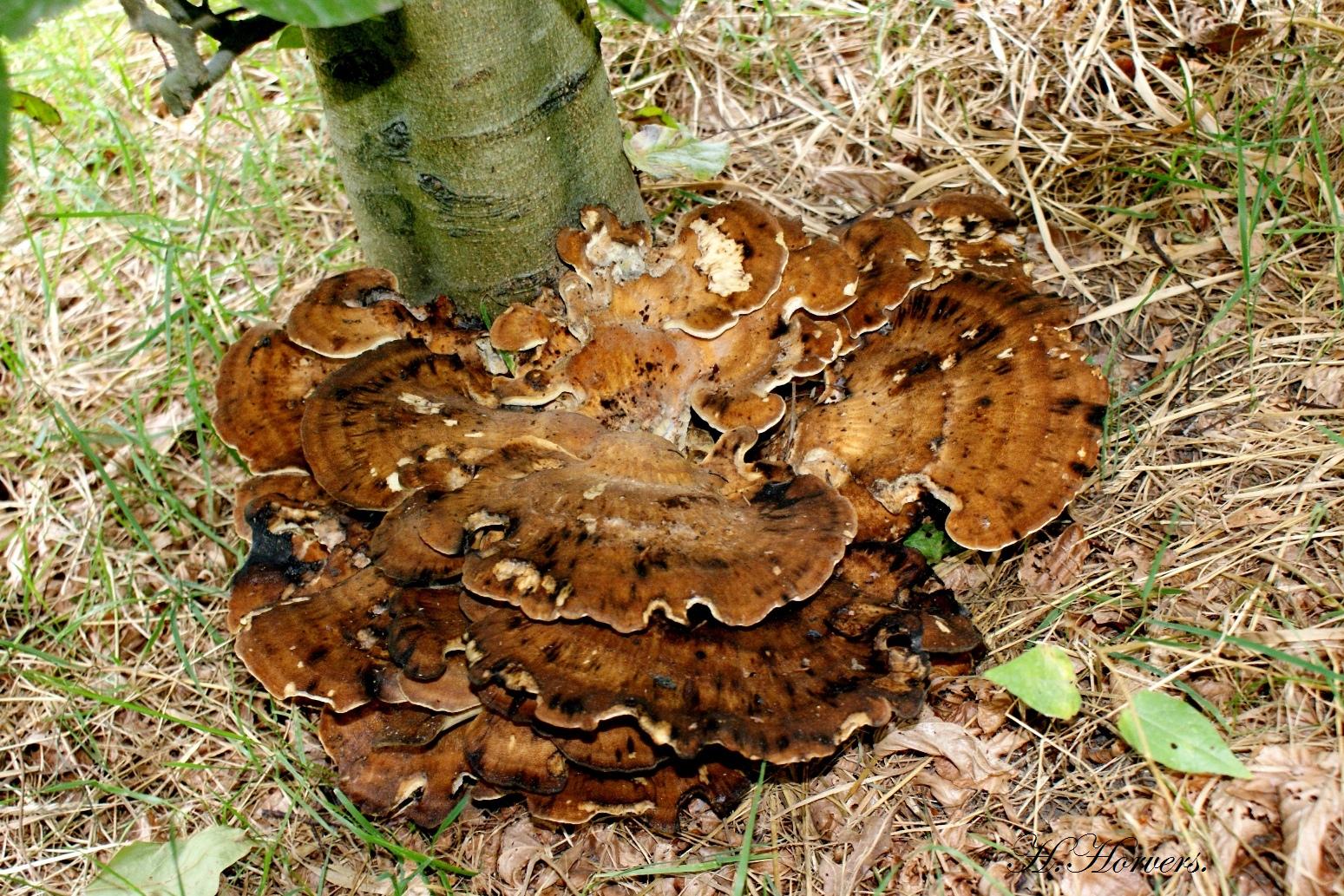 zwammen-paddestoelen