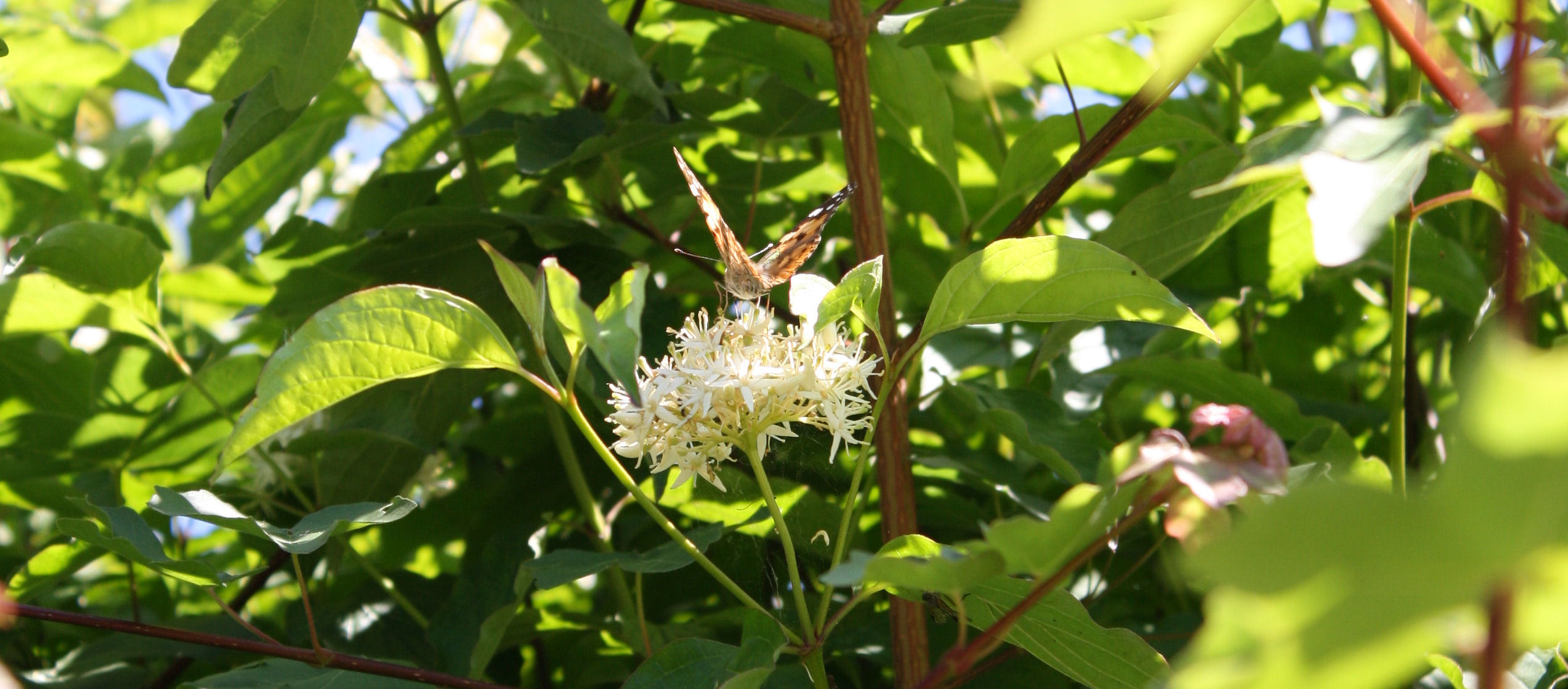 Op zoek naar voedsel