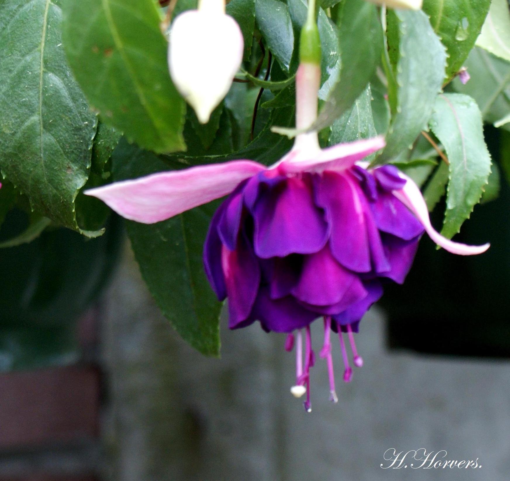 Fuchsia