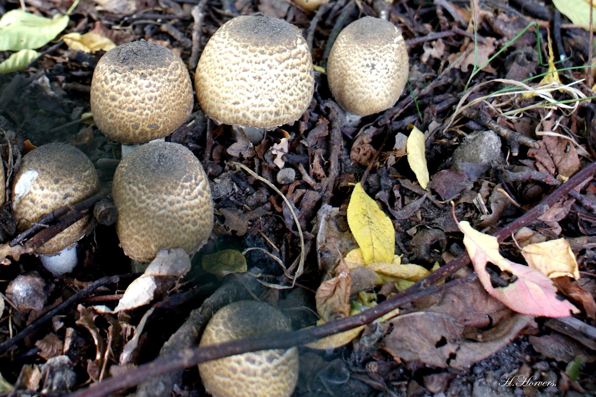 zwammen-paddestoelen
