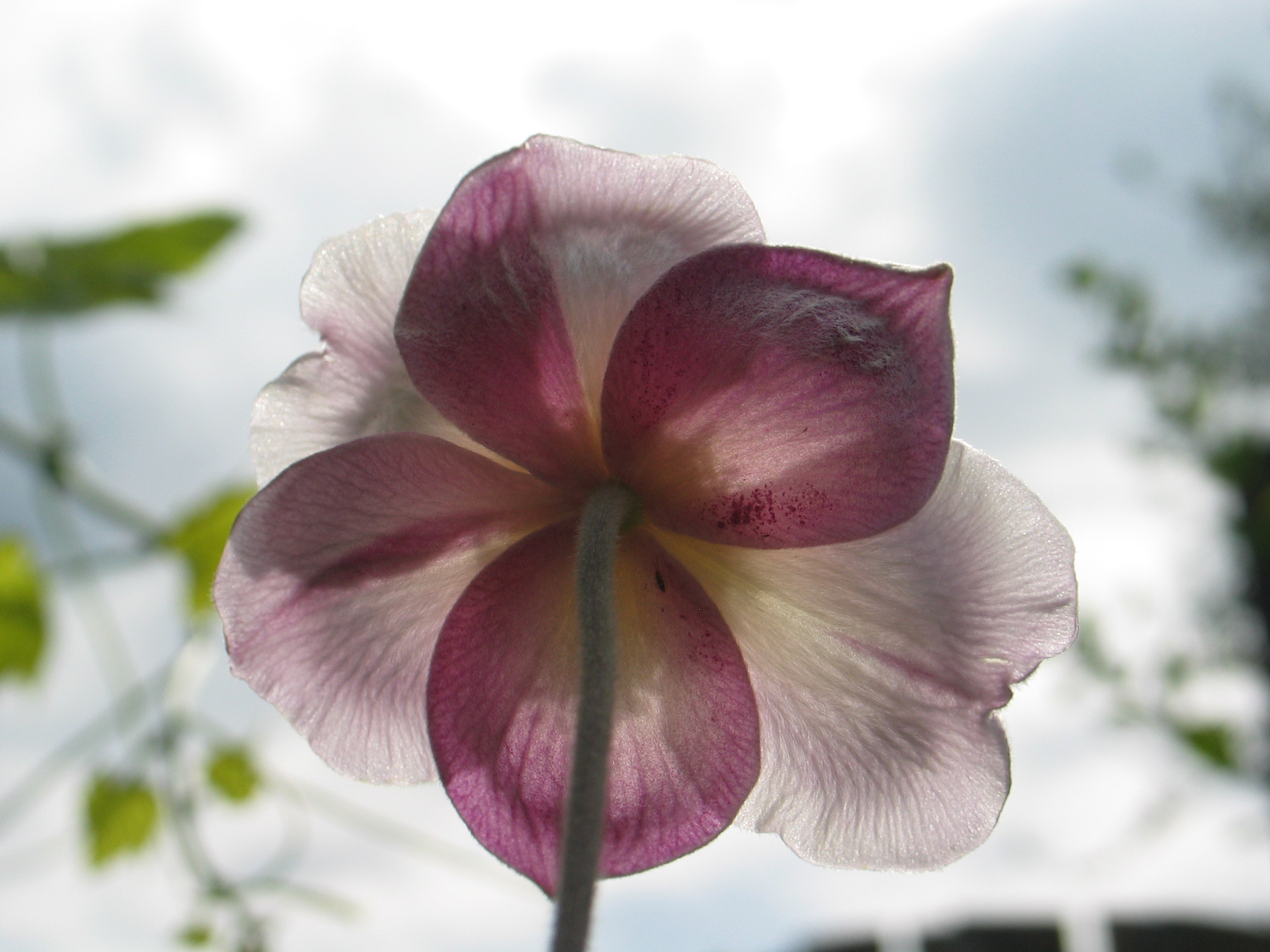 herfstanemoon tegen het licht gehouden