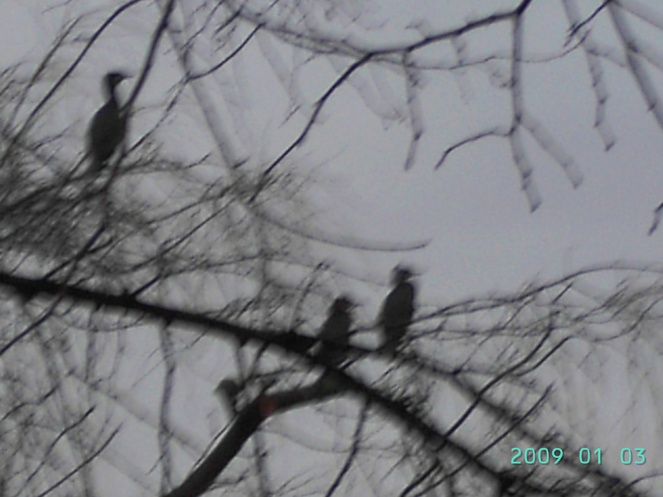 aalscholvers in januari 2009