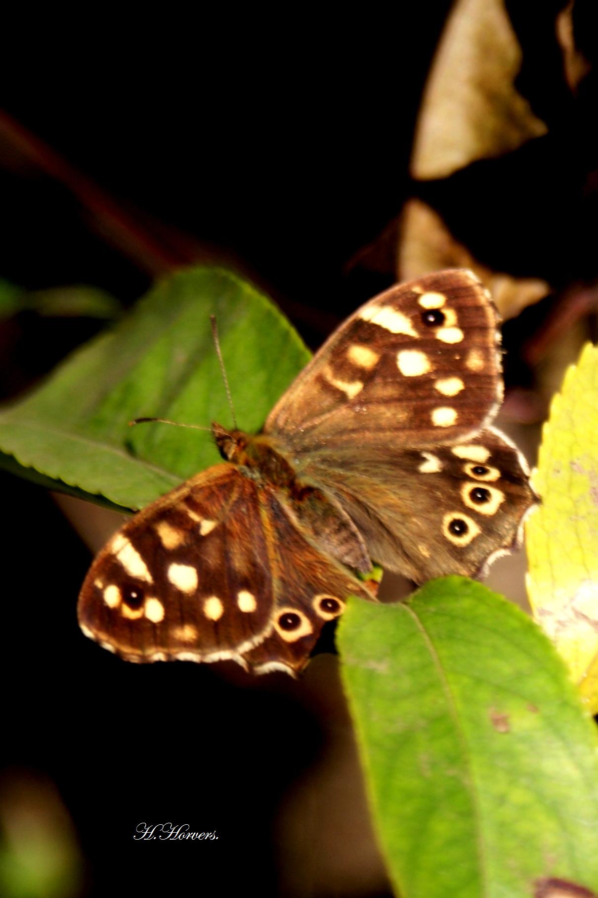 vlinders