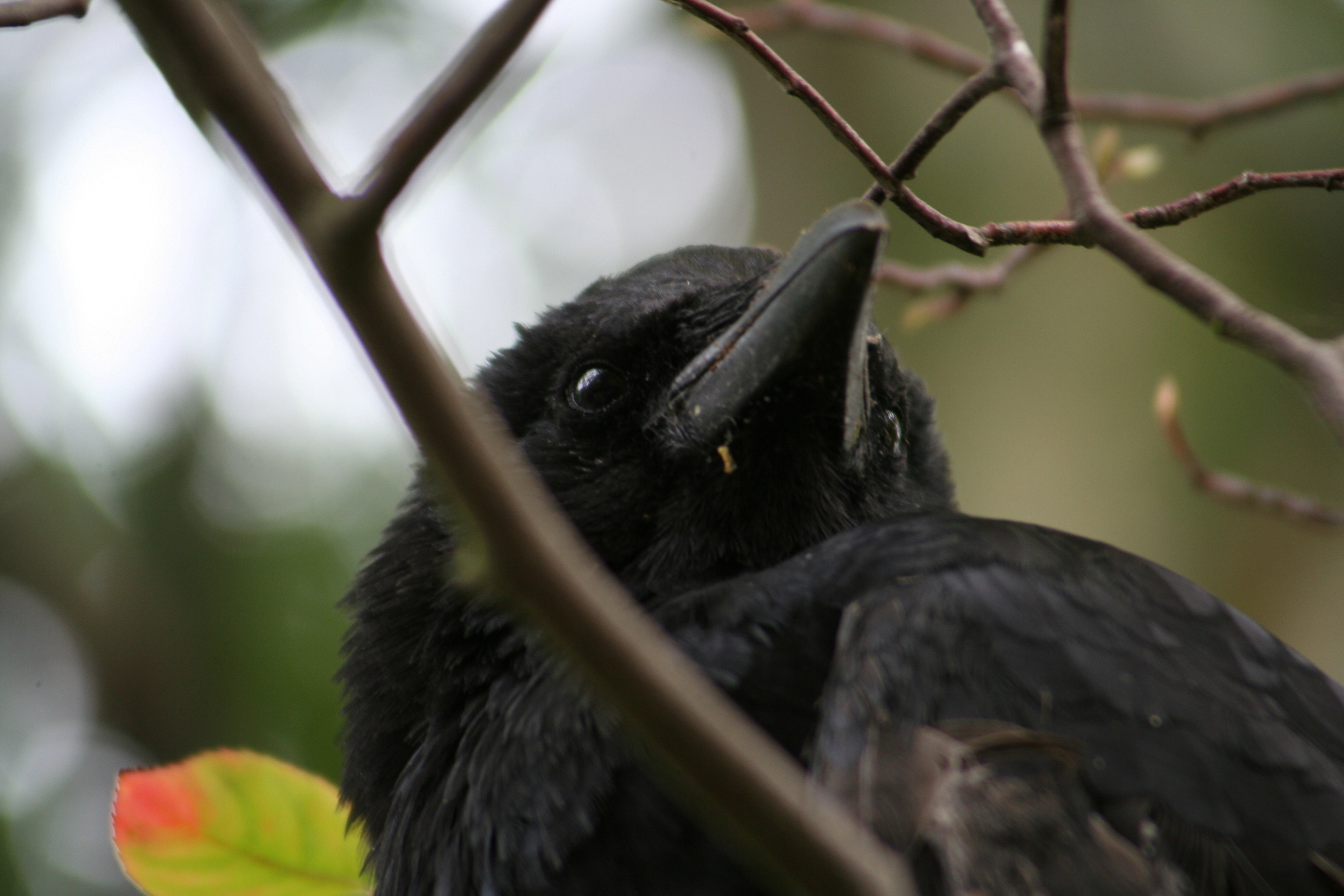 Gewonde kraai in de achtertuin