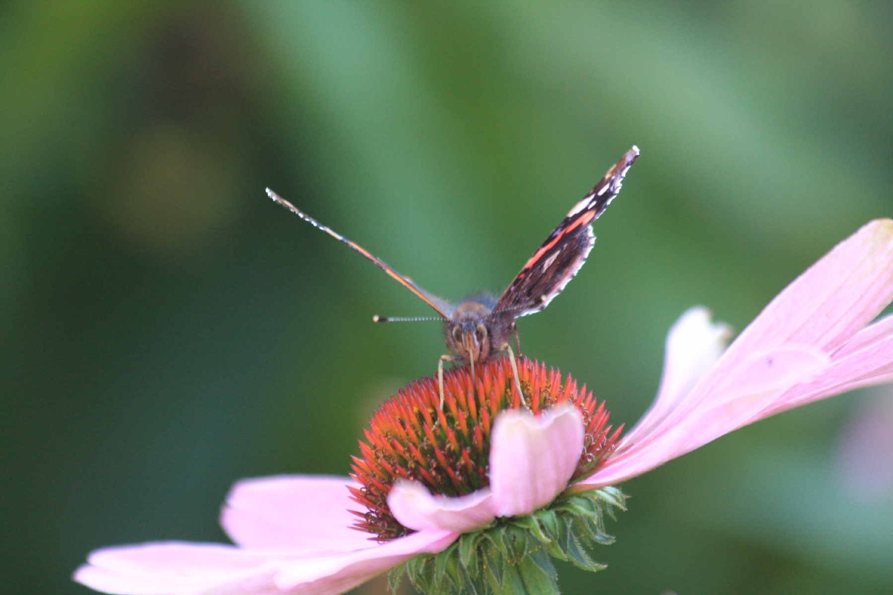 vlinder op bloem vooraanzicht