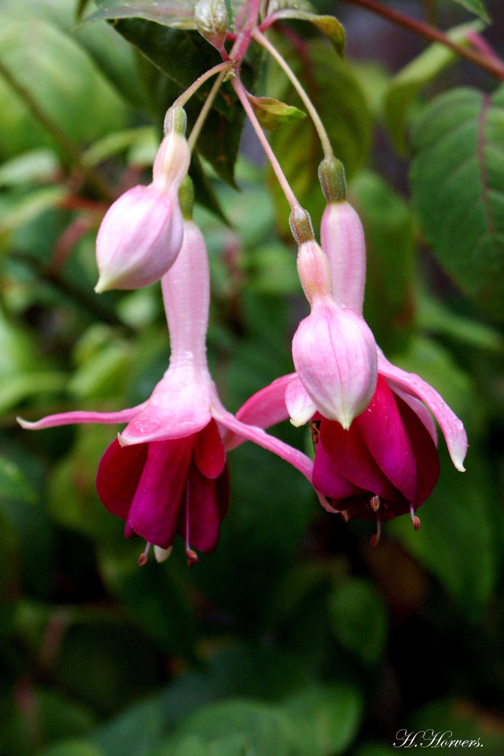 Fuchsia