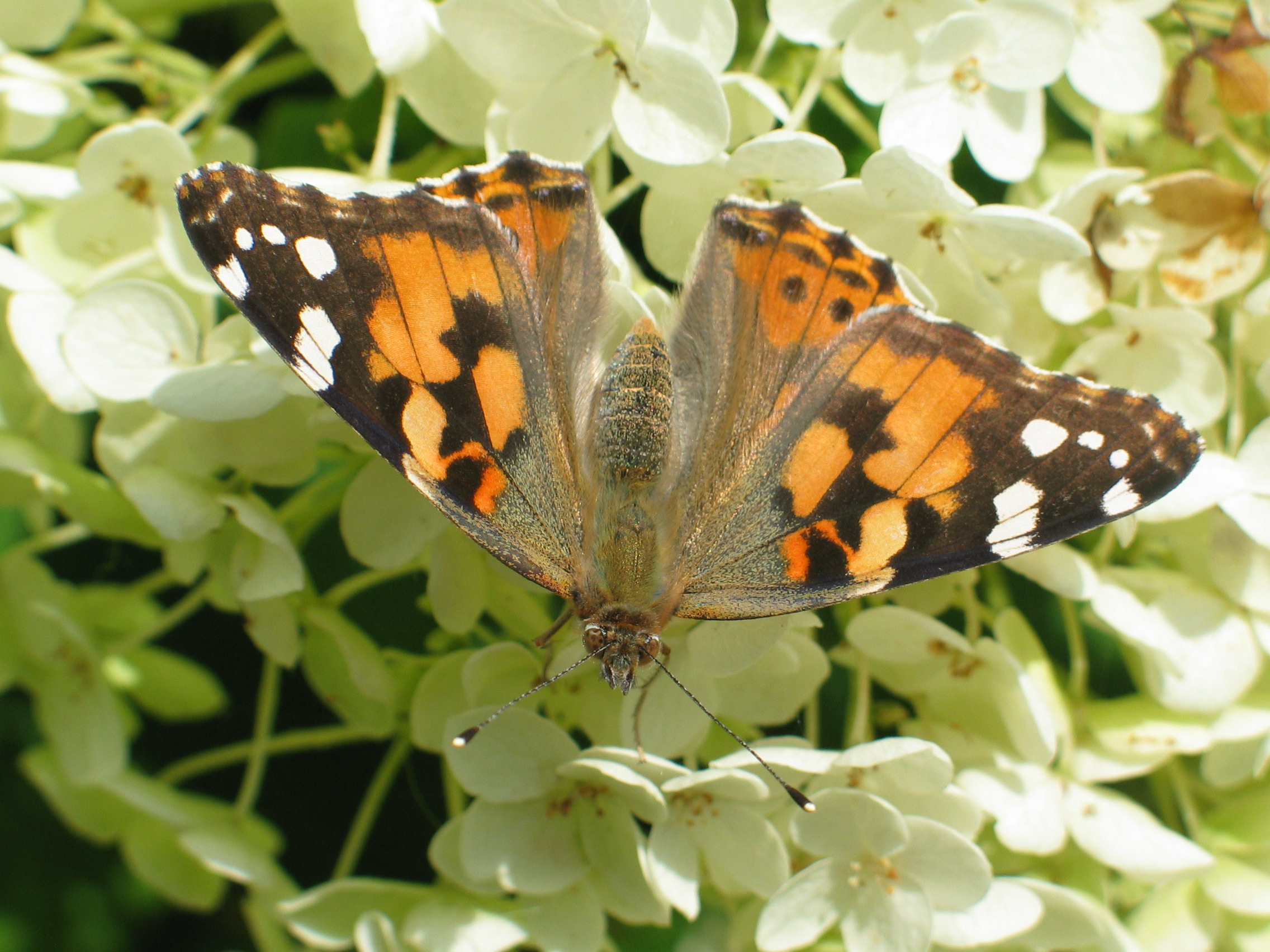 distelvlinder met opengeklapte vleugels op bolhortensia