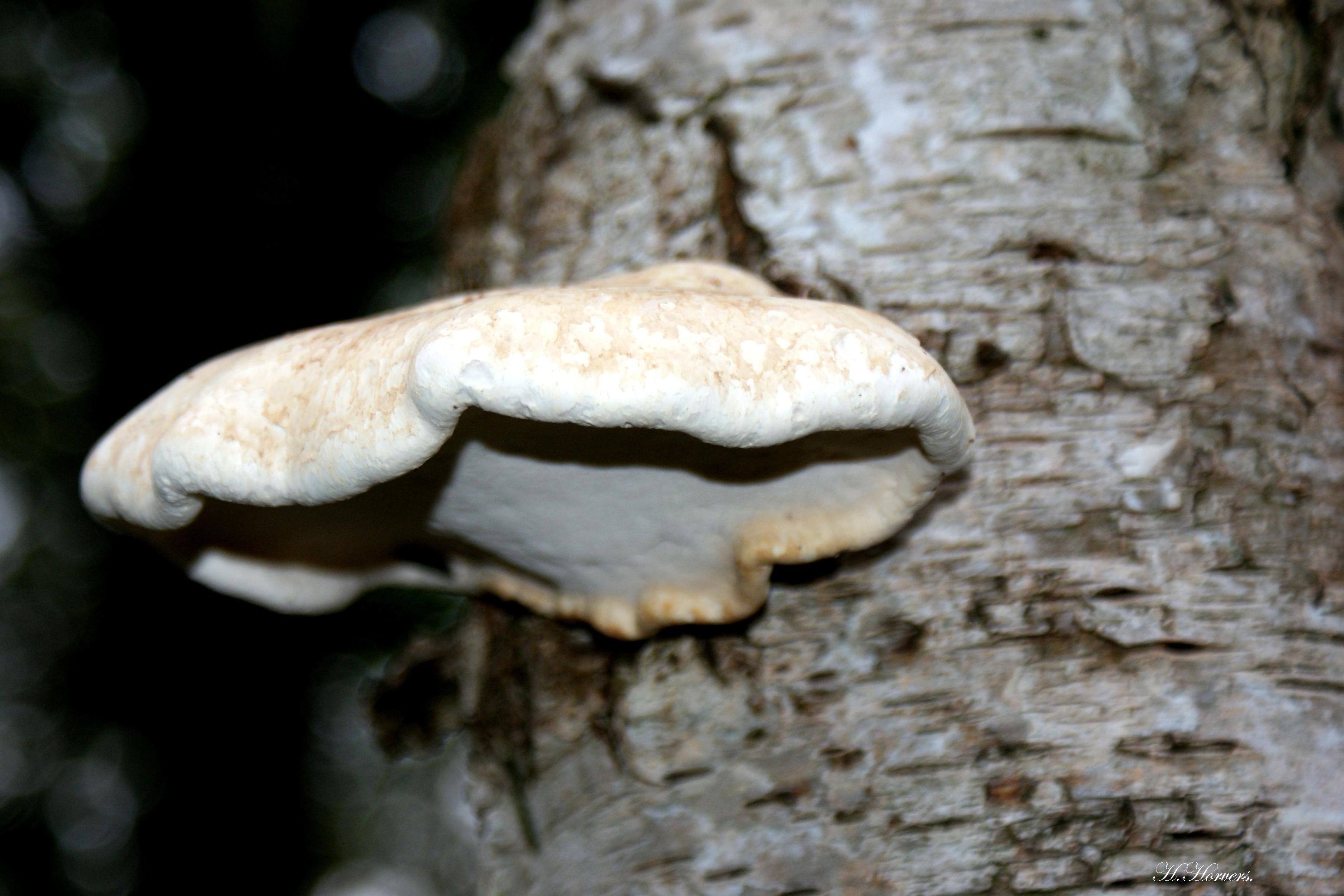 zwammen-paddestoelen
