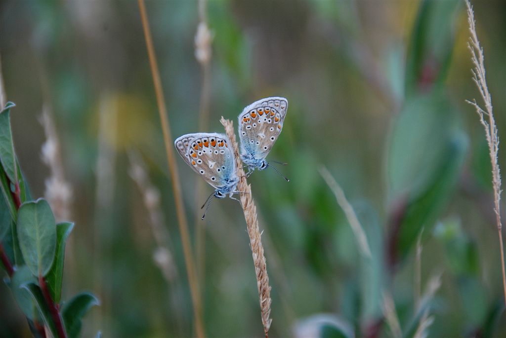 Slapende Icarusblauwtjes