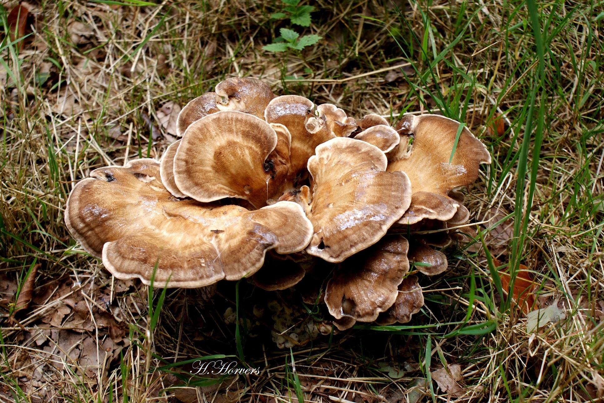 zwammen-paddestoelen