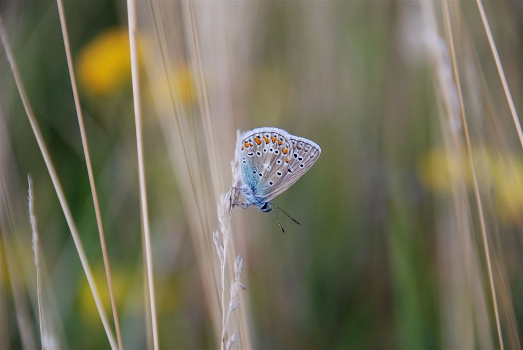 Slapend Icarusblauwtje