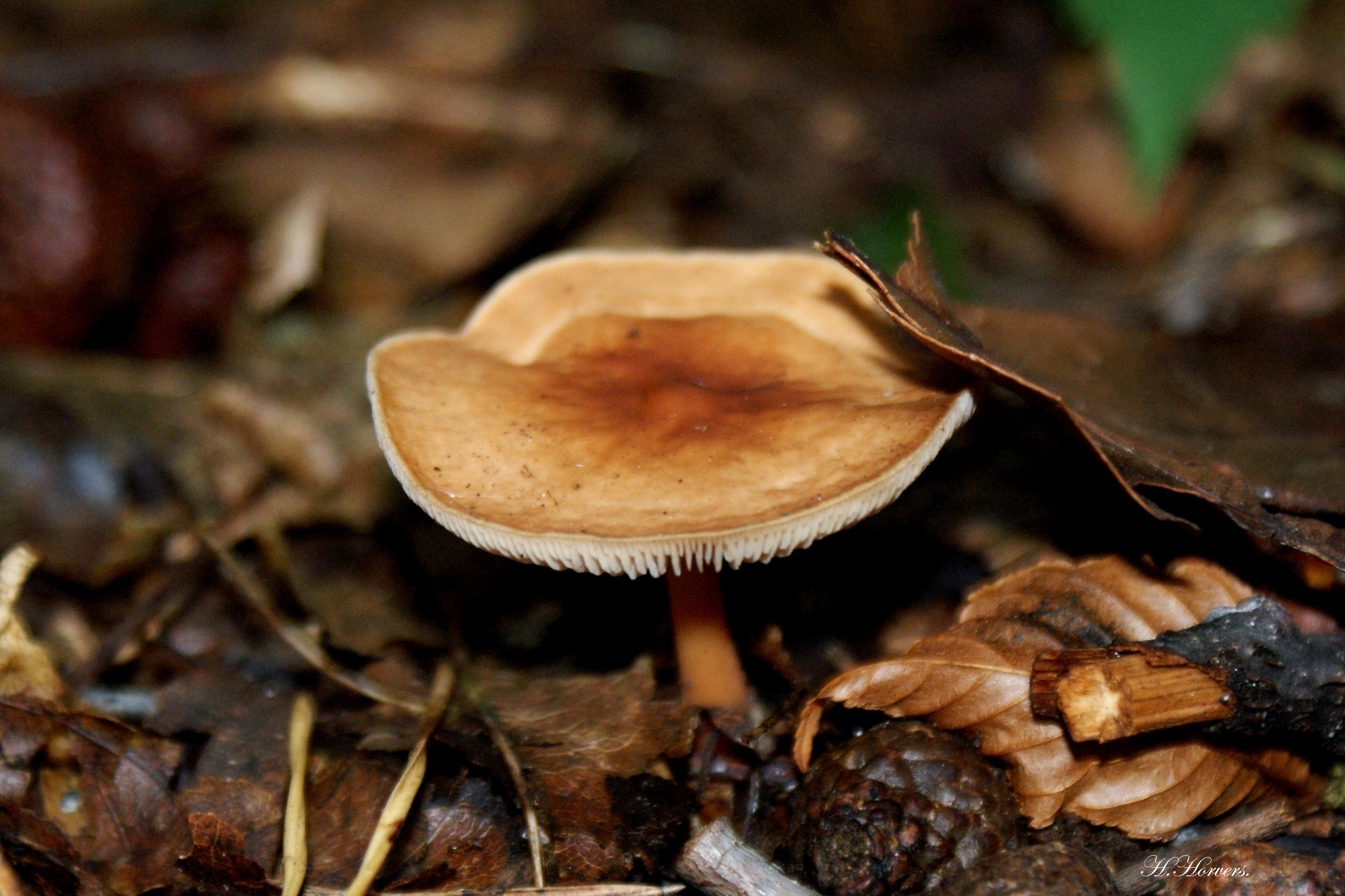 zwammen-paddestoelen