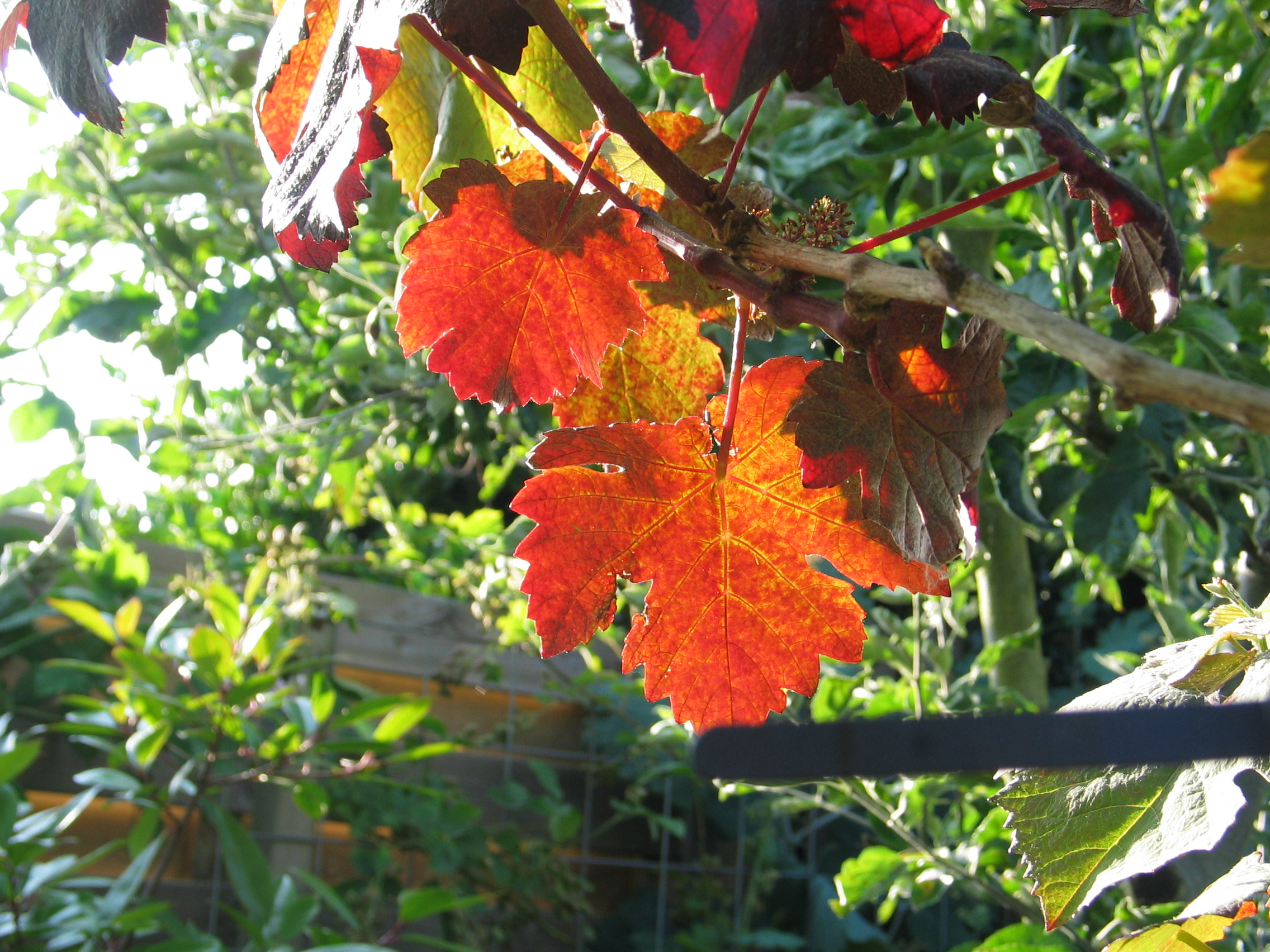 voorbode van de herfst? 24 juni