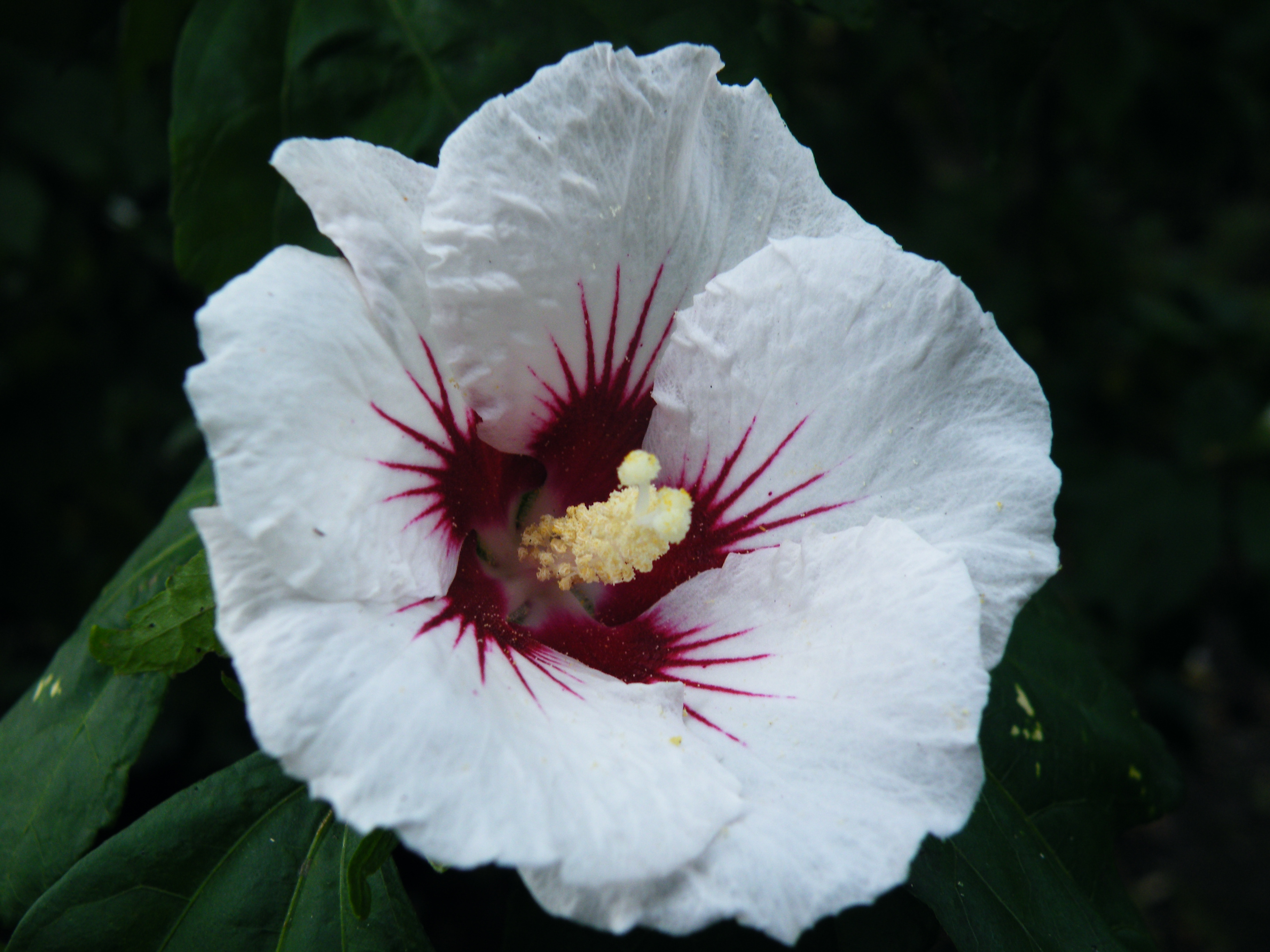hibiscus