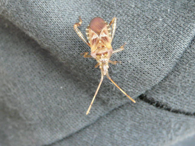 Dit is ook het beest van mijn balkon