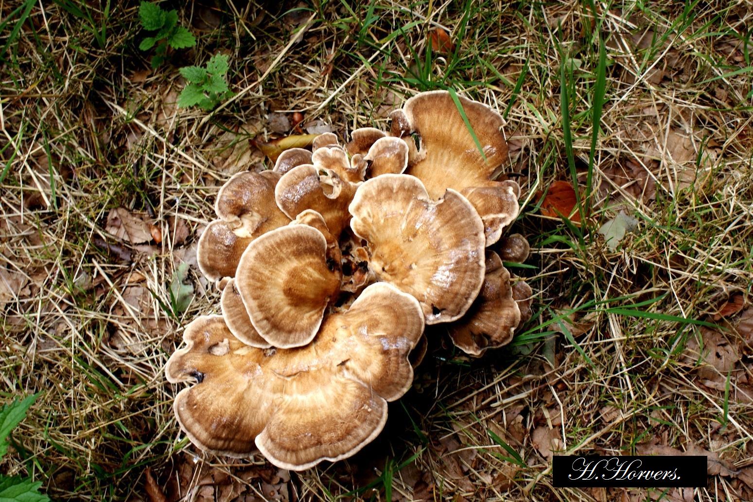 zwammen-paddestoelen