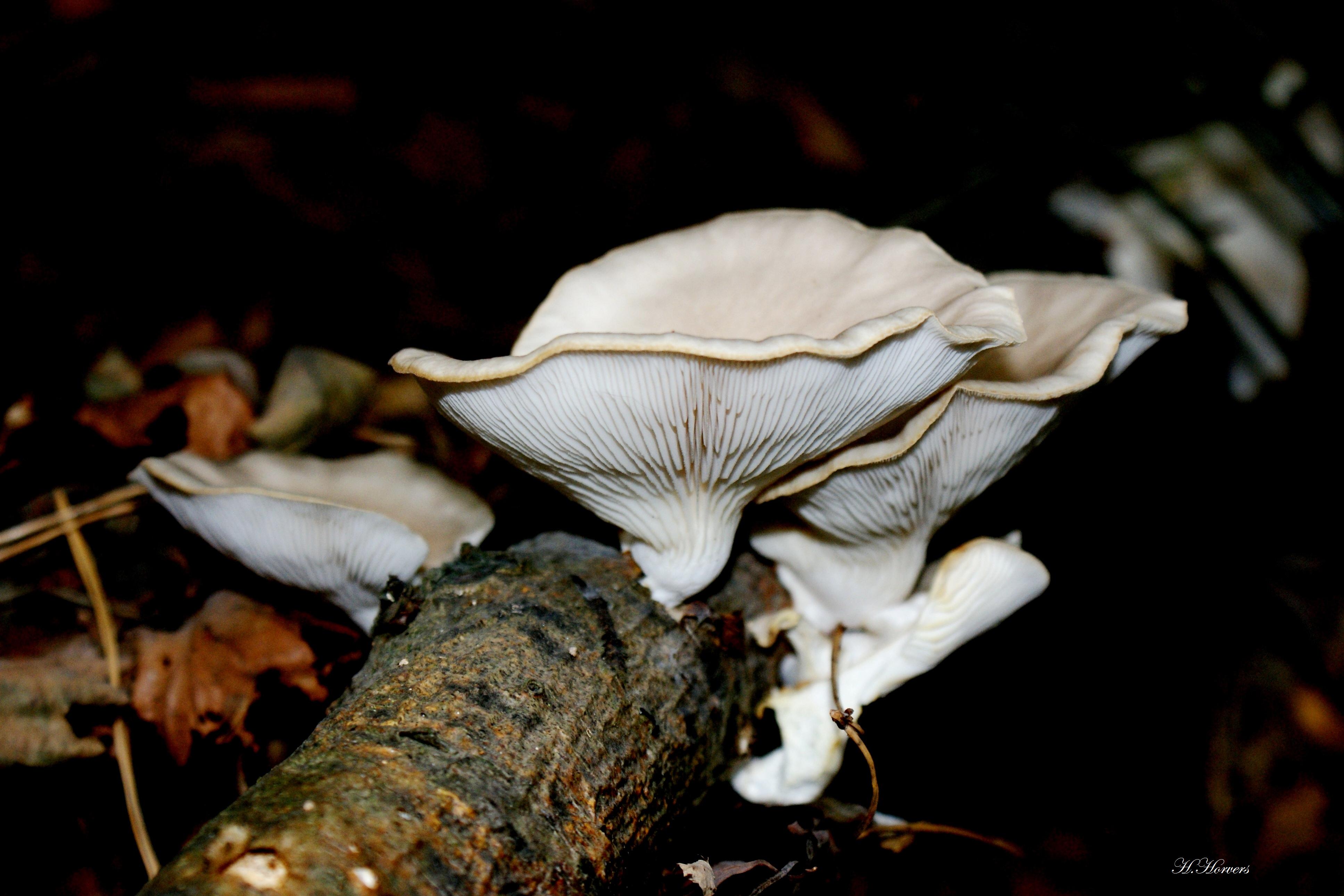 zwammen-paddestoelen
