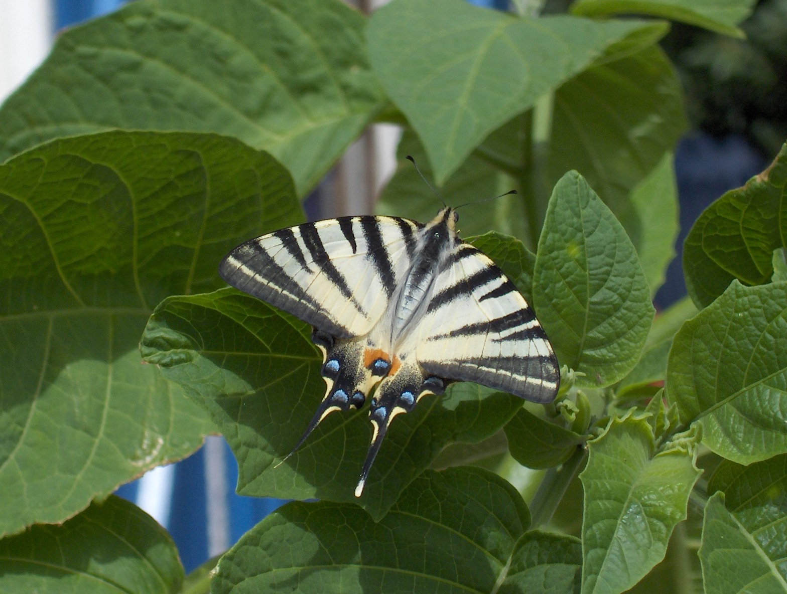 Koningspage op datura