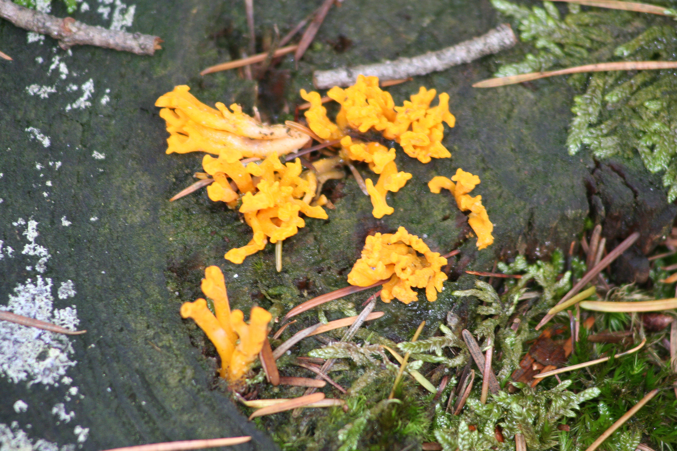 koraal ? Niet heel scherp maar ...