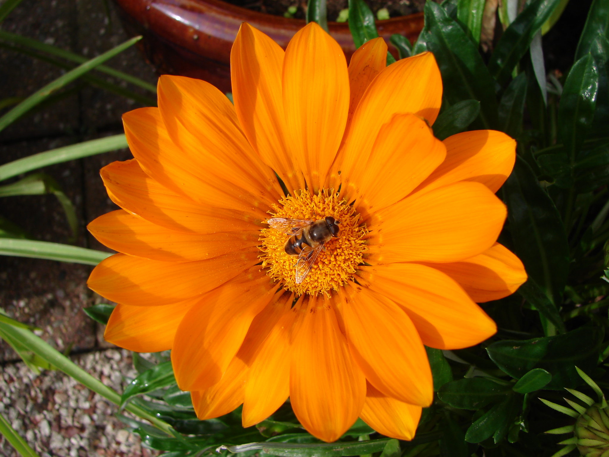 Gouden tijd voor de bij