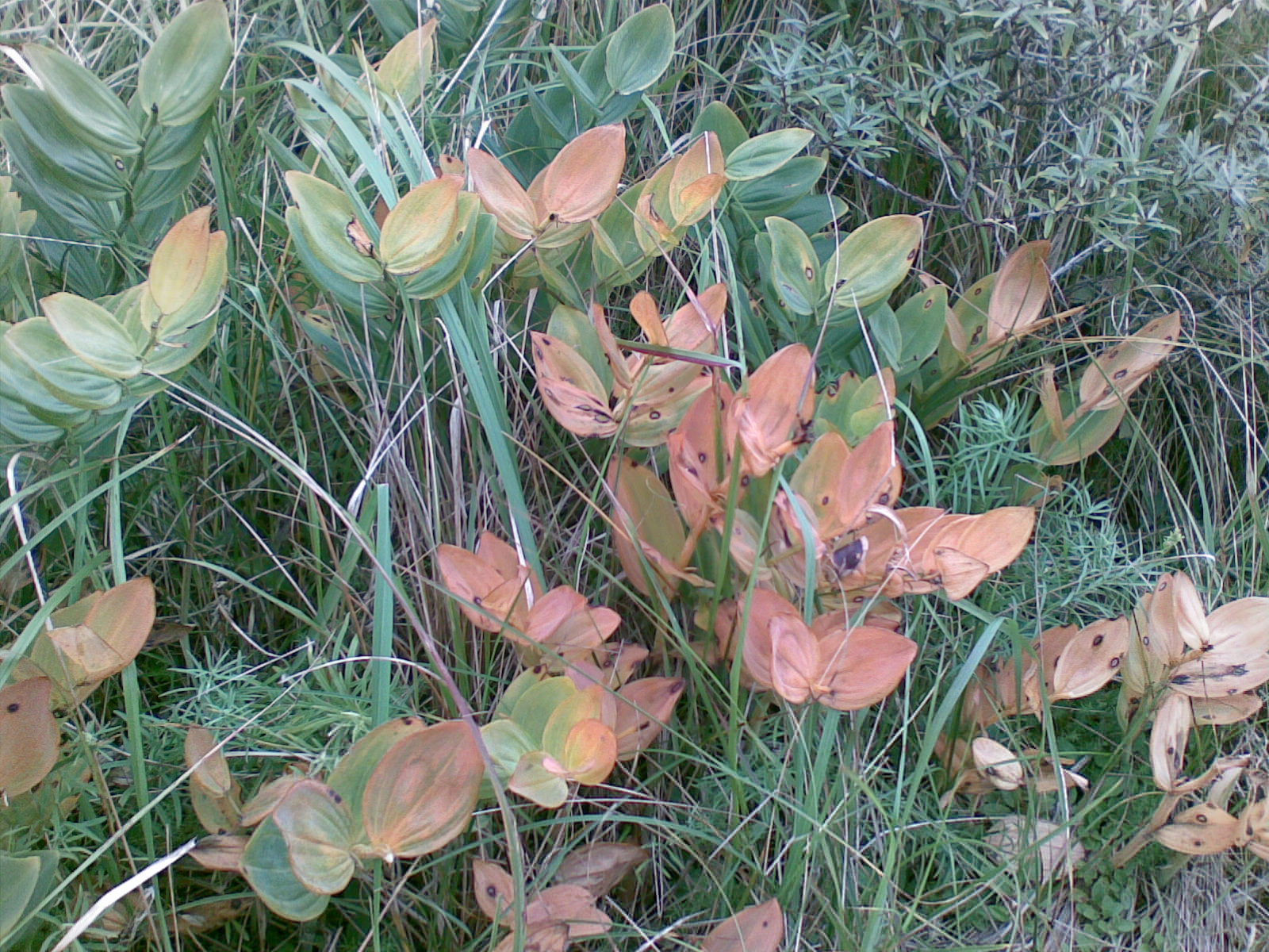 Verkleurende Salomonszegel