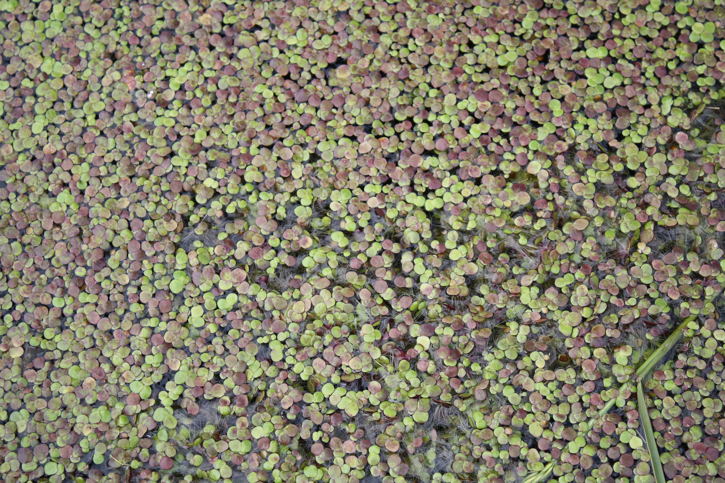 Kroos in drinkwater van vee