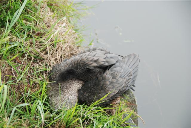 rustende aalscholver