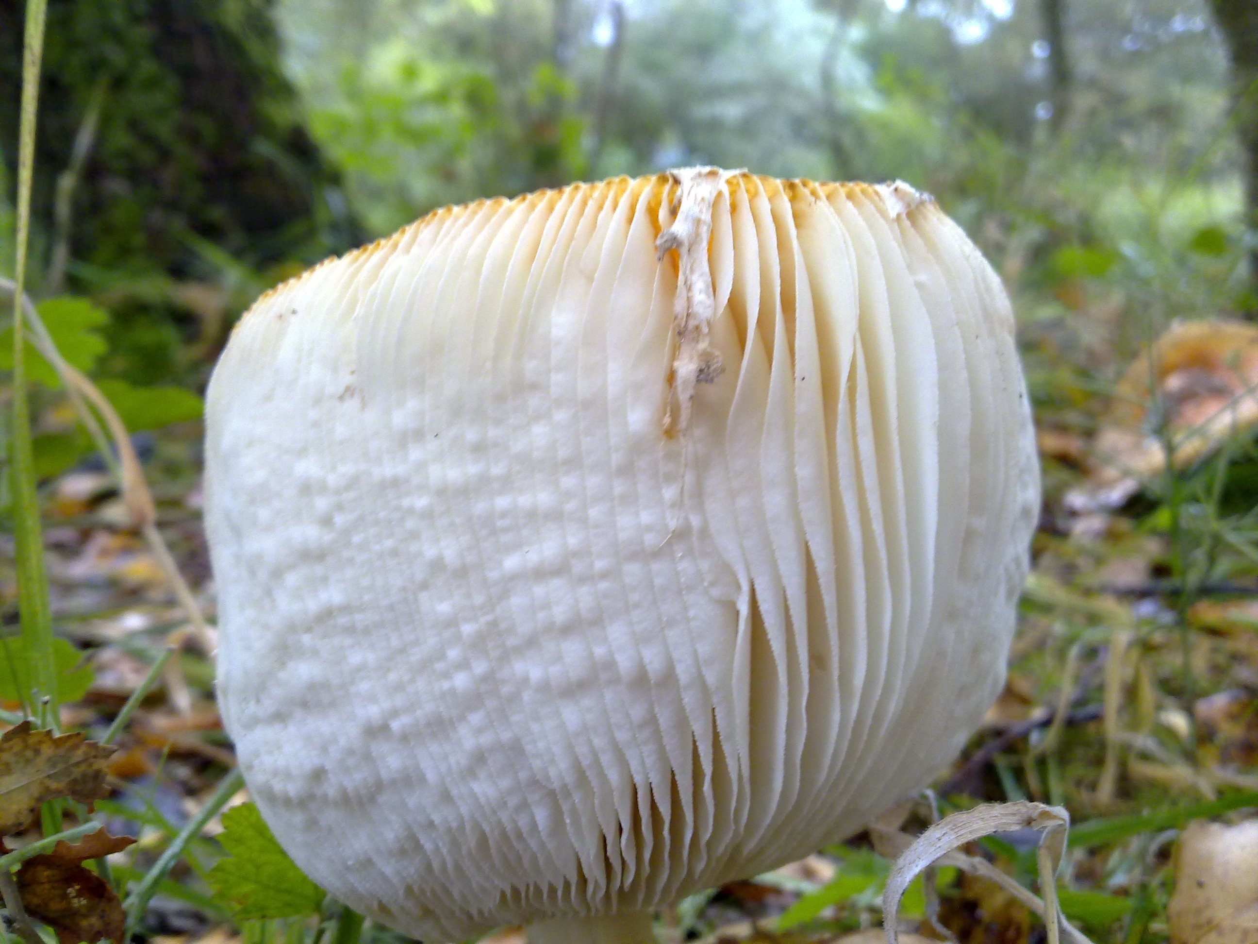 Retour of 'in wording'?