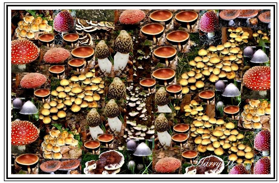 herfst Compilatie