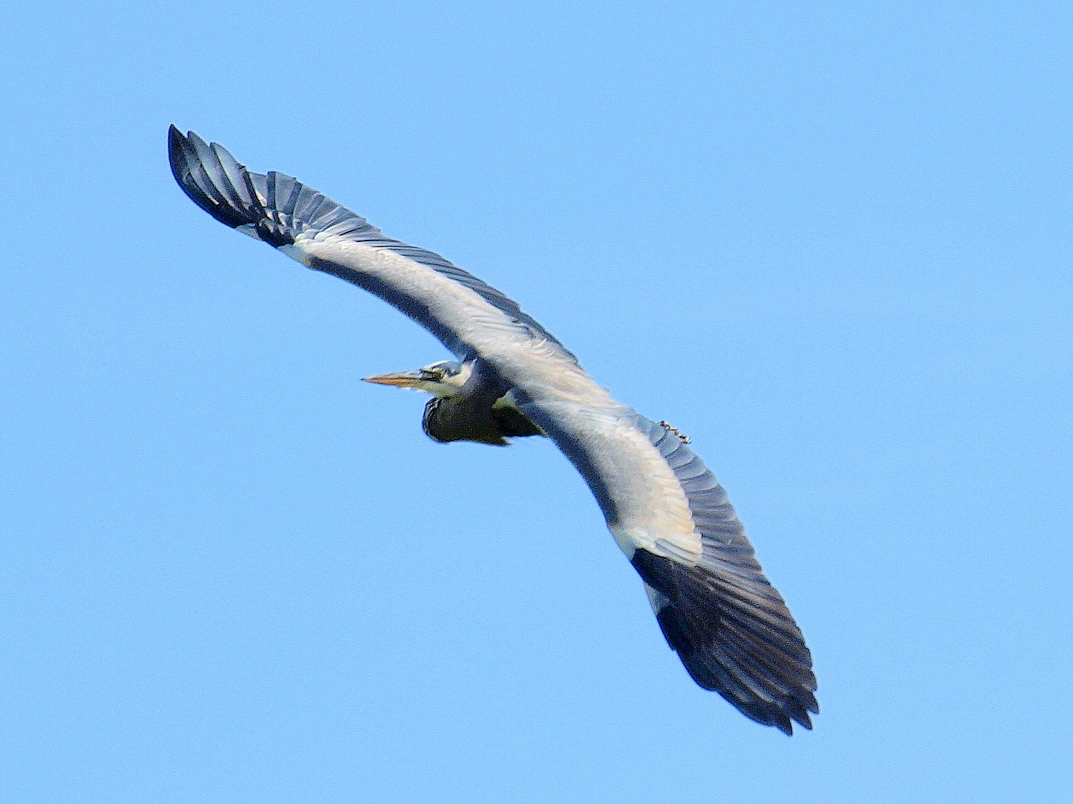 blauwereiger in vlucht