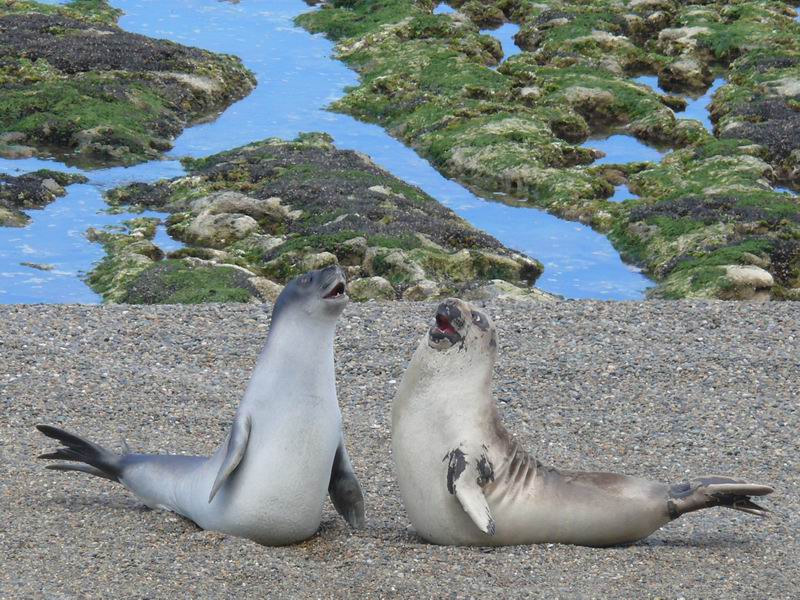 kibbelende zee-olifanten