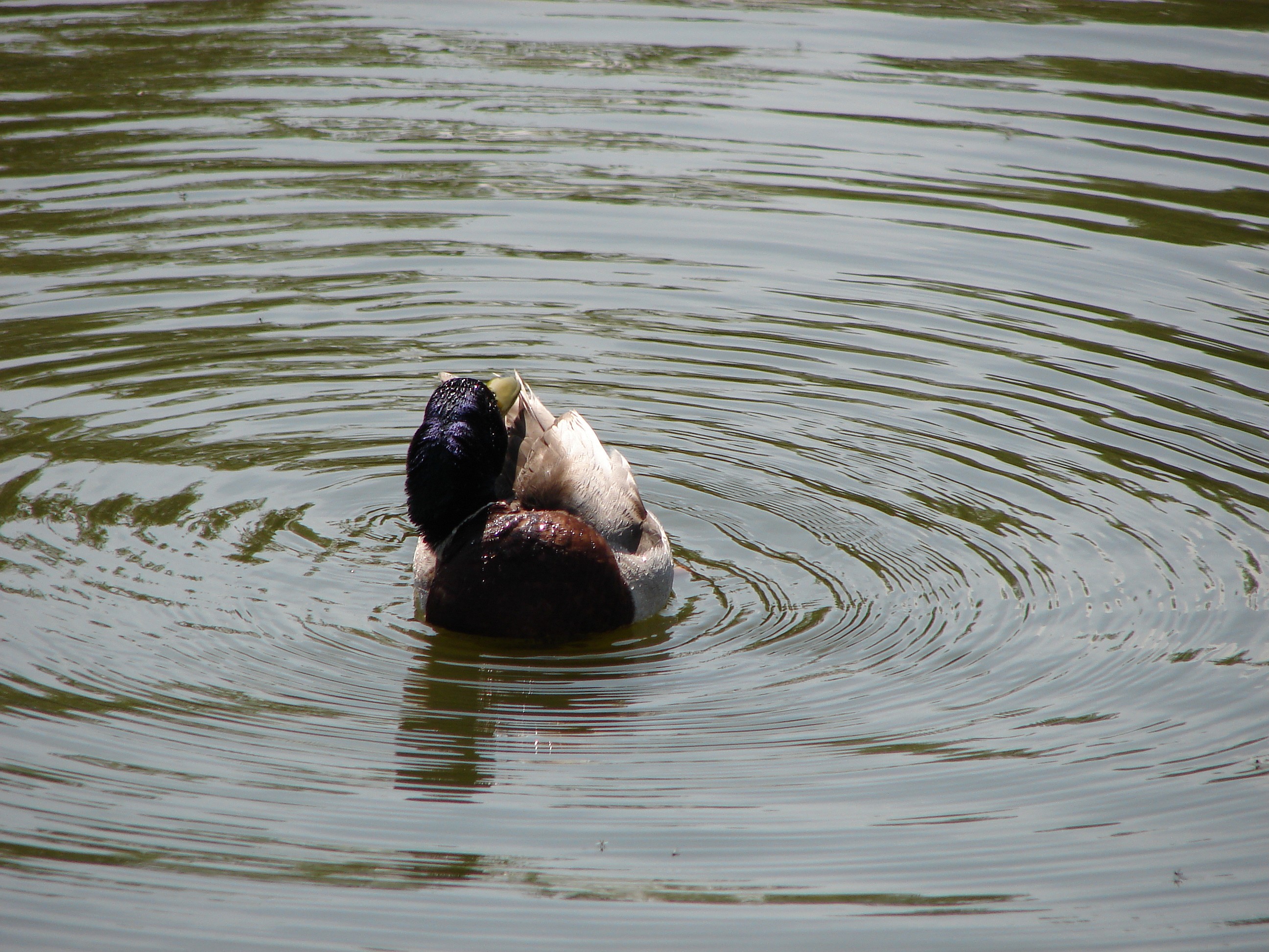 Eend in vijver bij Schinnen