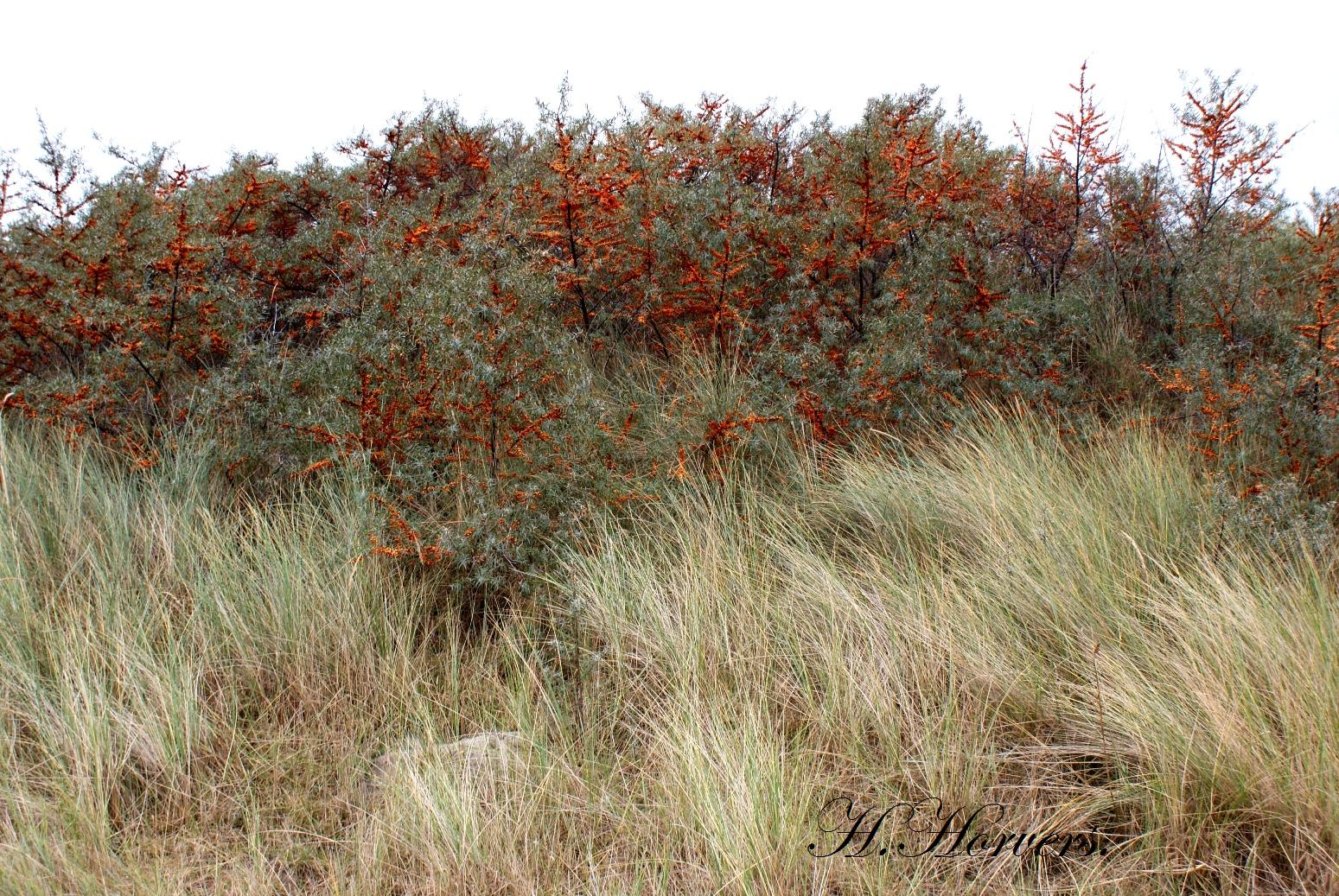 duinen met duindoorns 1