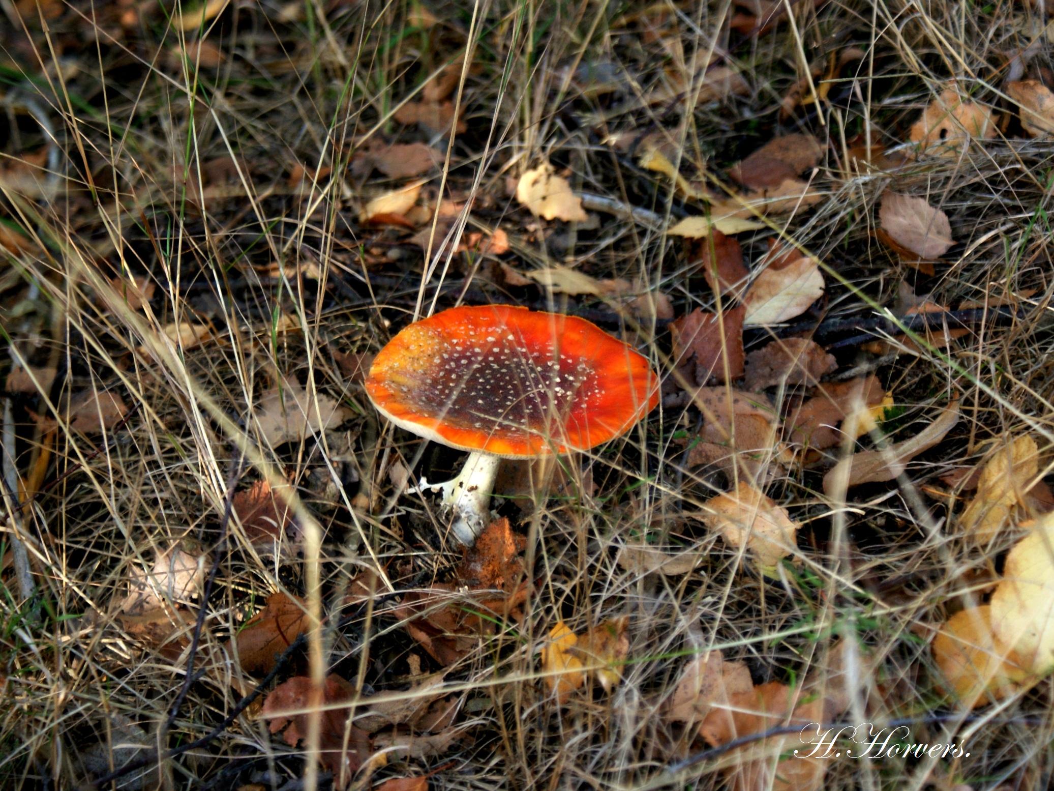 Paddestoelen - Zwammen