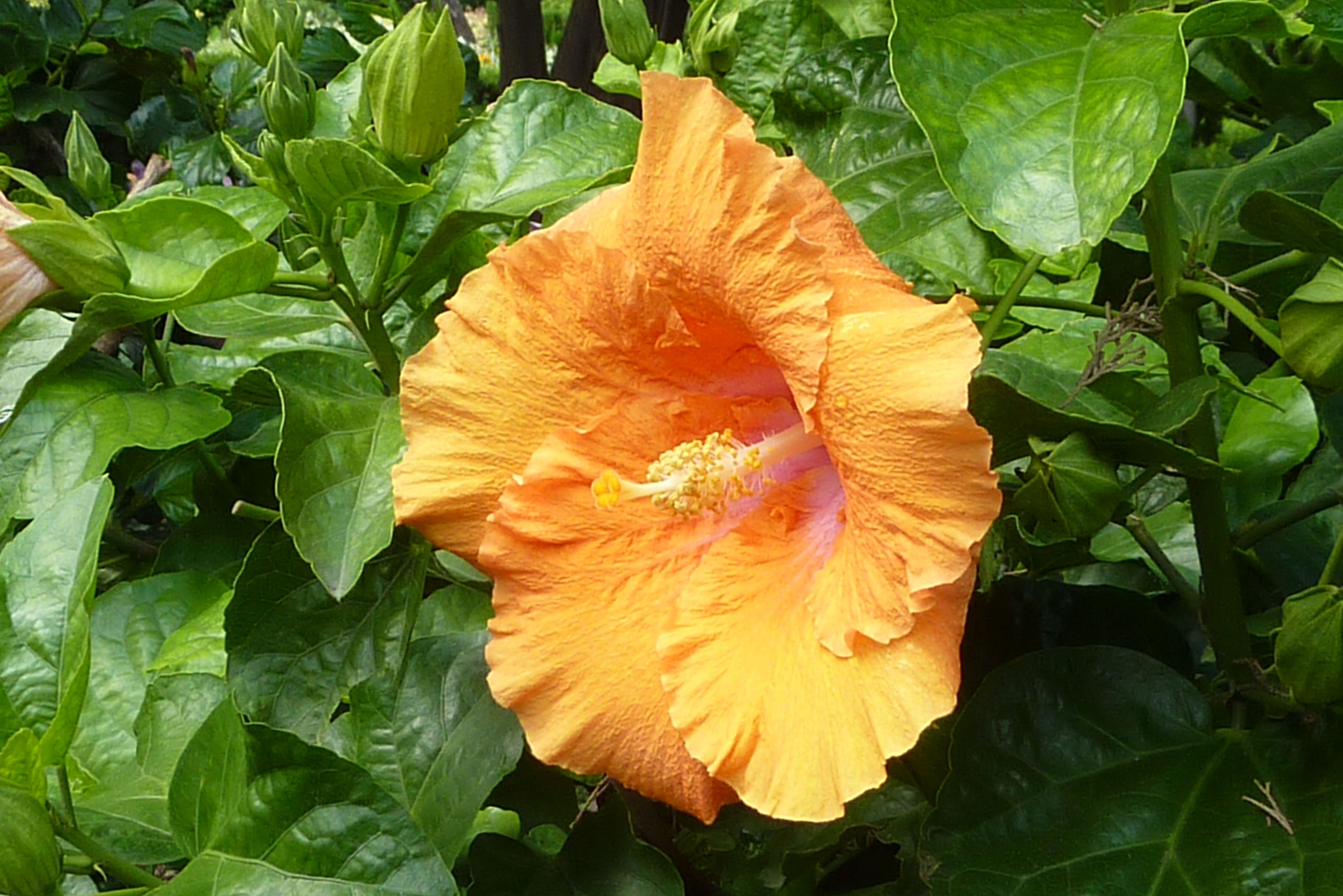 hibiscus oranje
