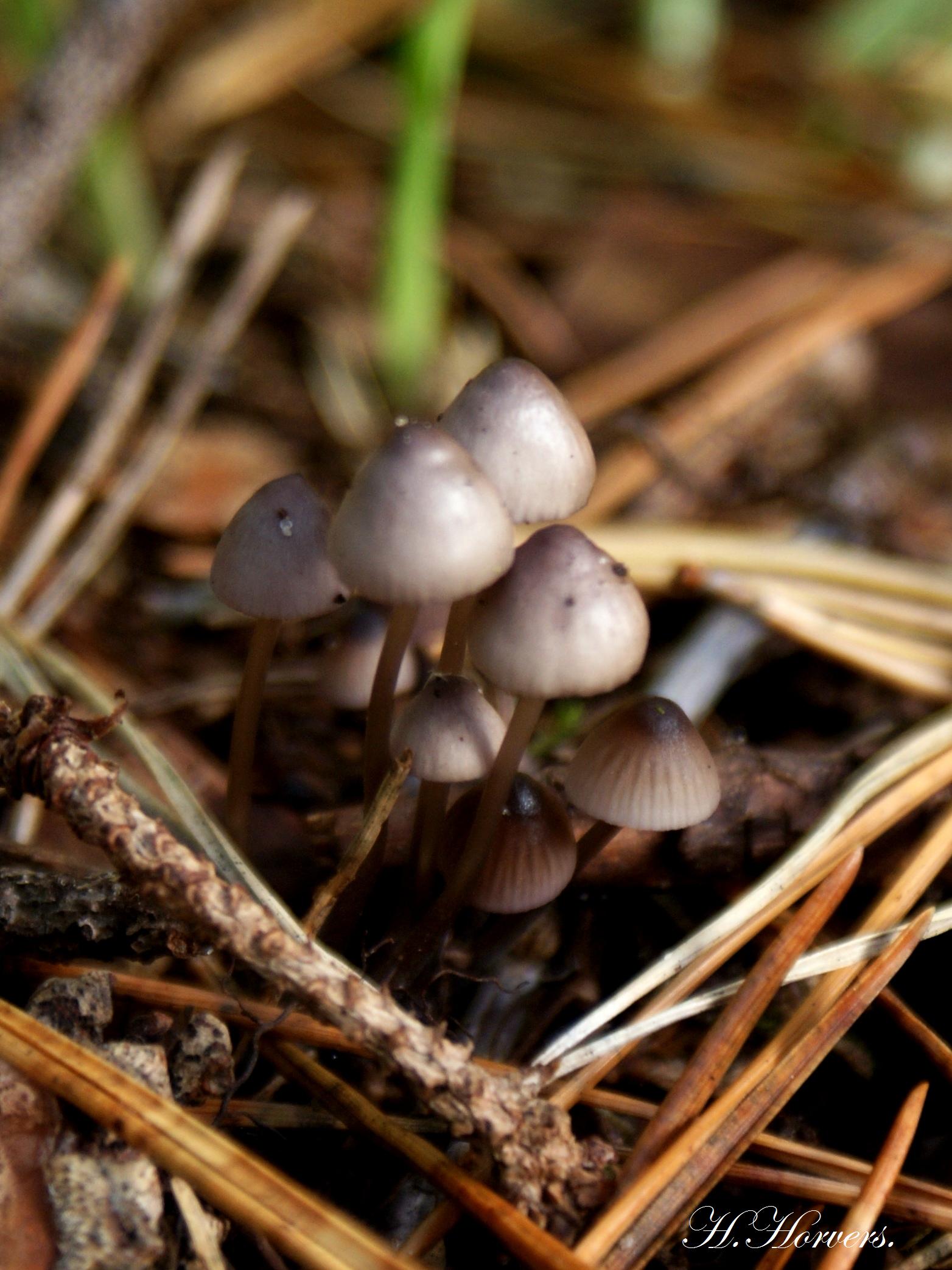 Paddestoelen  -  Zwammen 