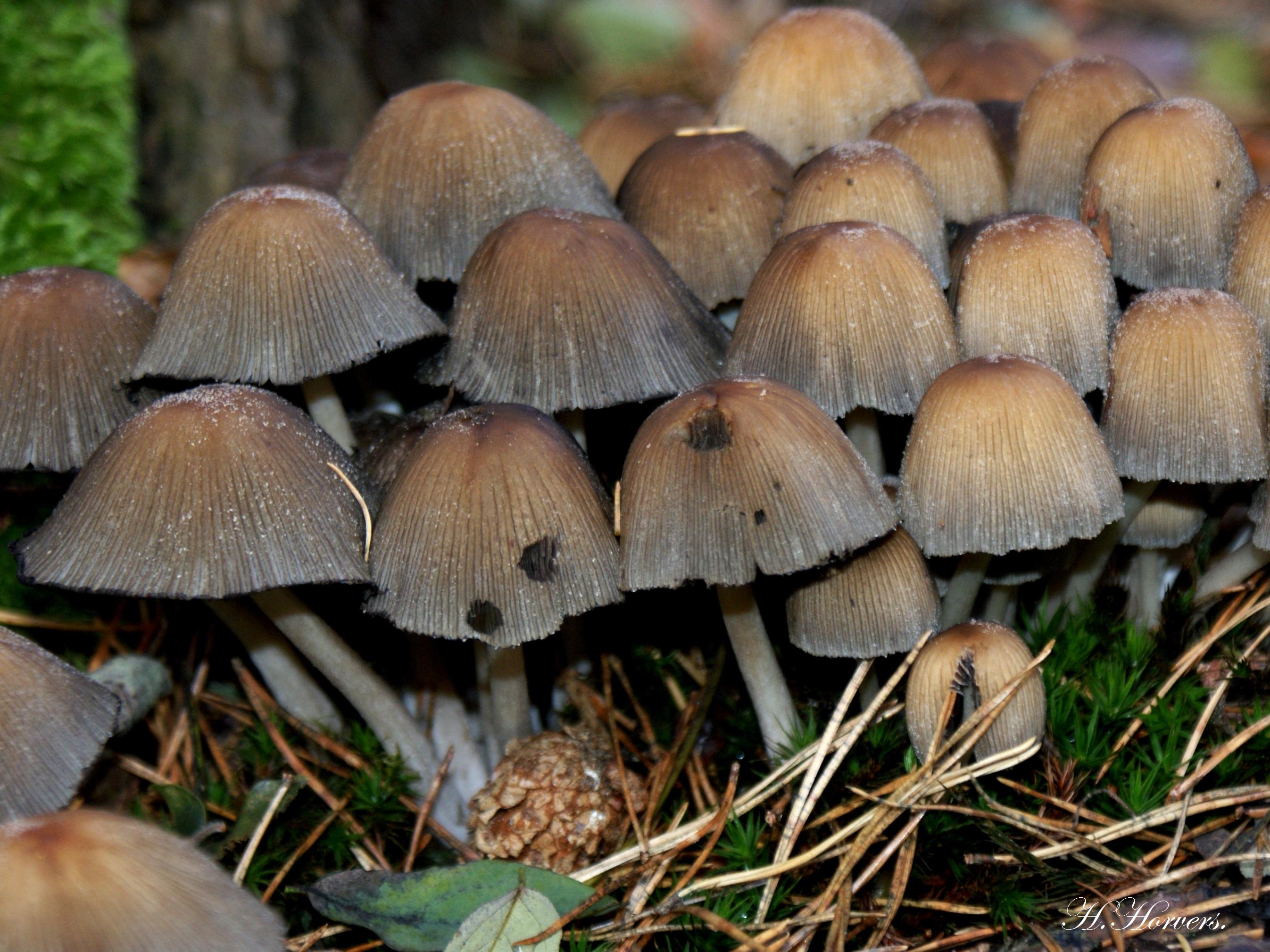 Paddestoelen  -  Zwammen 