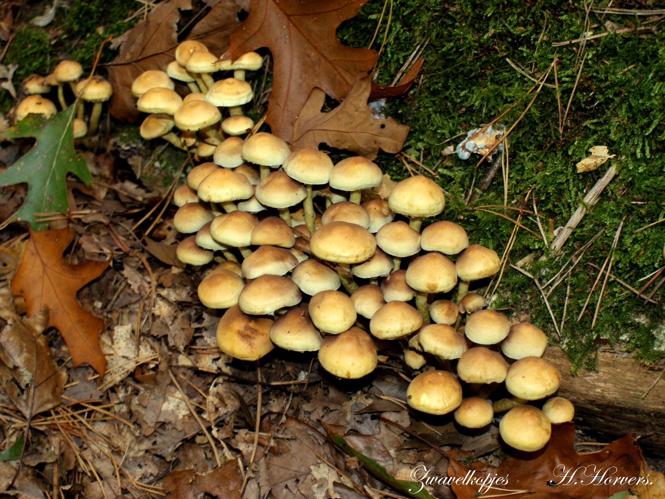 Paddestoelen   Zwammen 