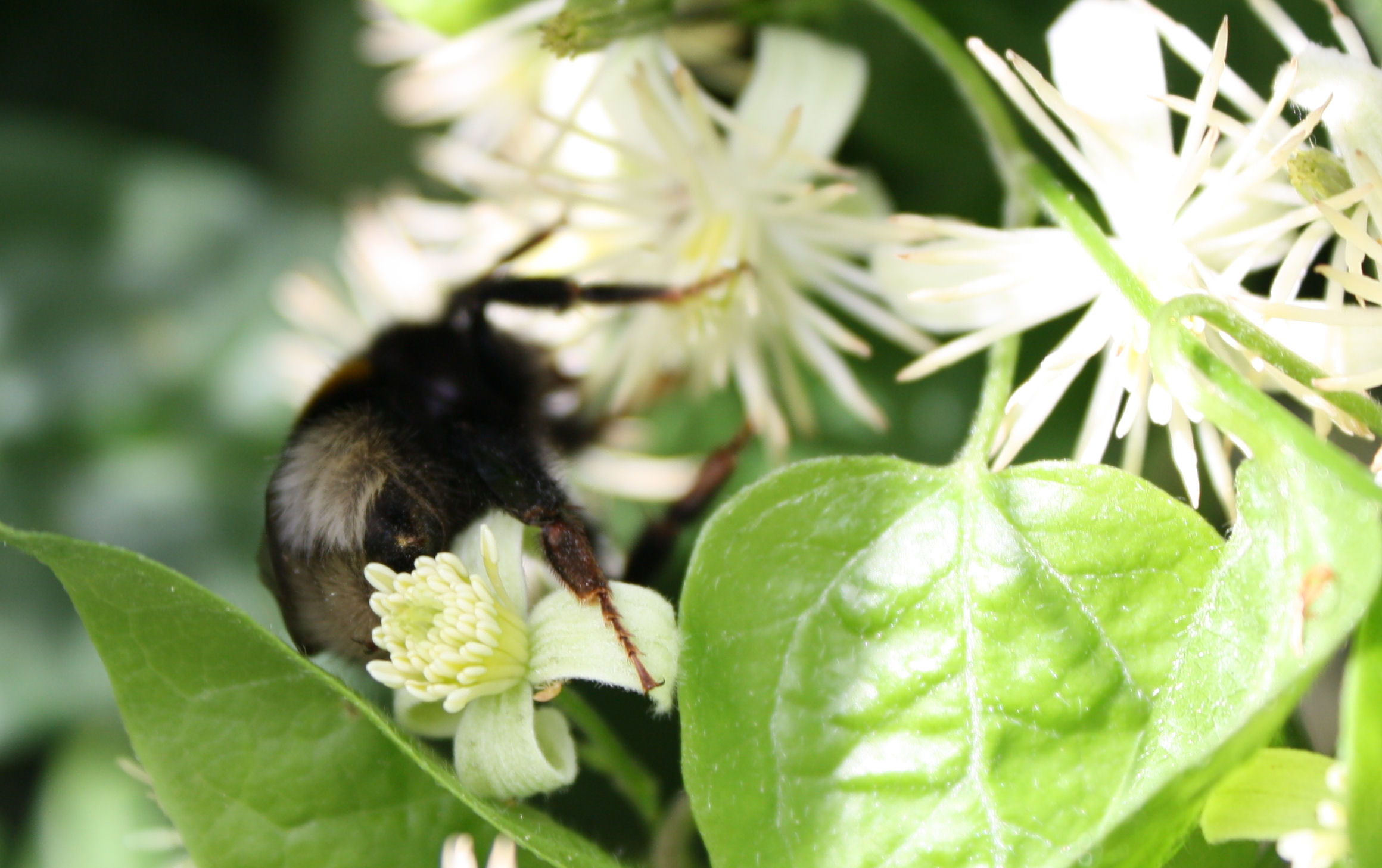 Hommel op bermbloem