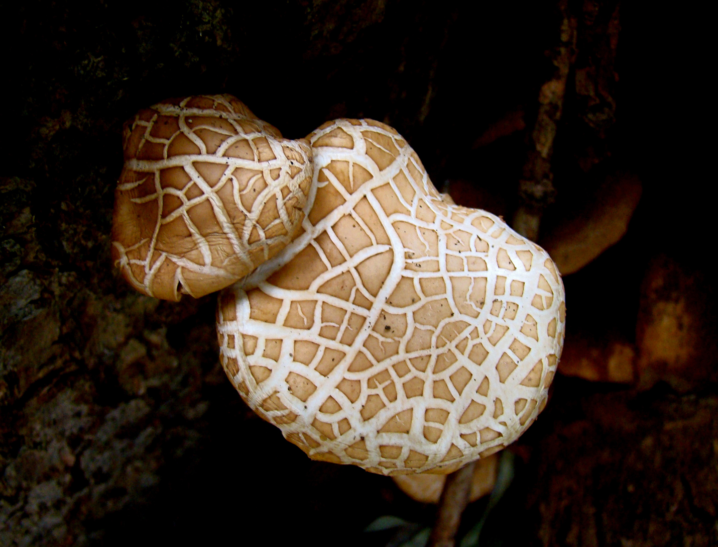 Sombere fluweelboleet