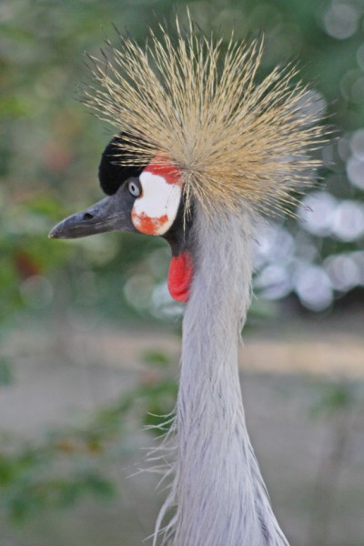 Kraanvogel