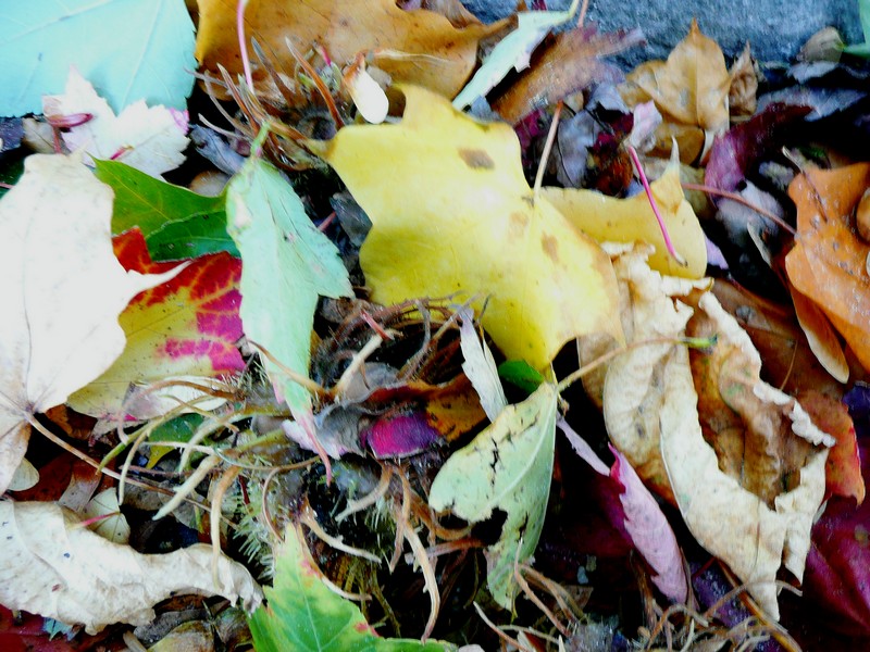 herfst nog maar net begonnen 4 okt.2009