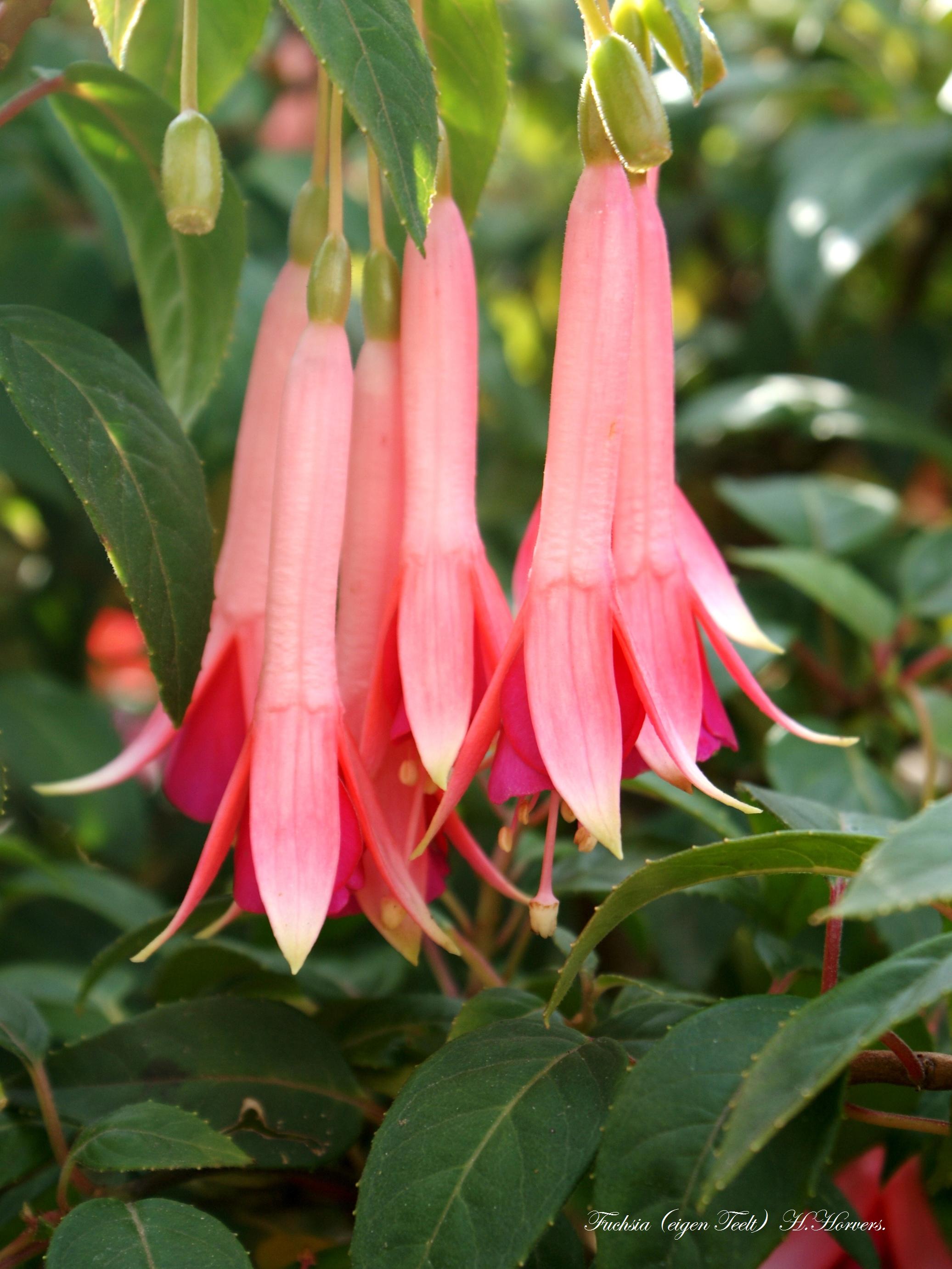 fuchsia