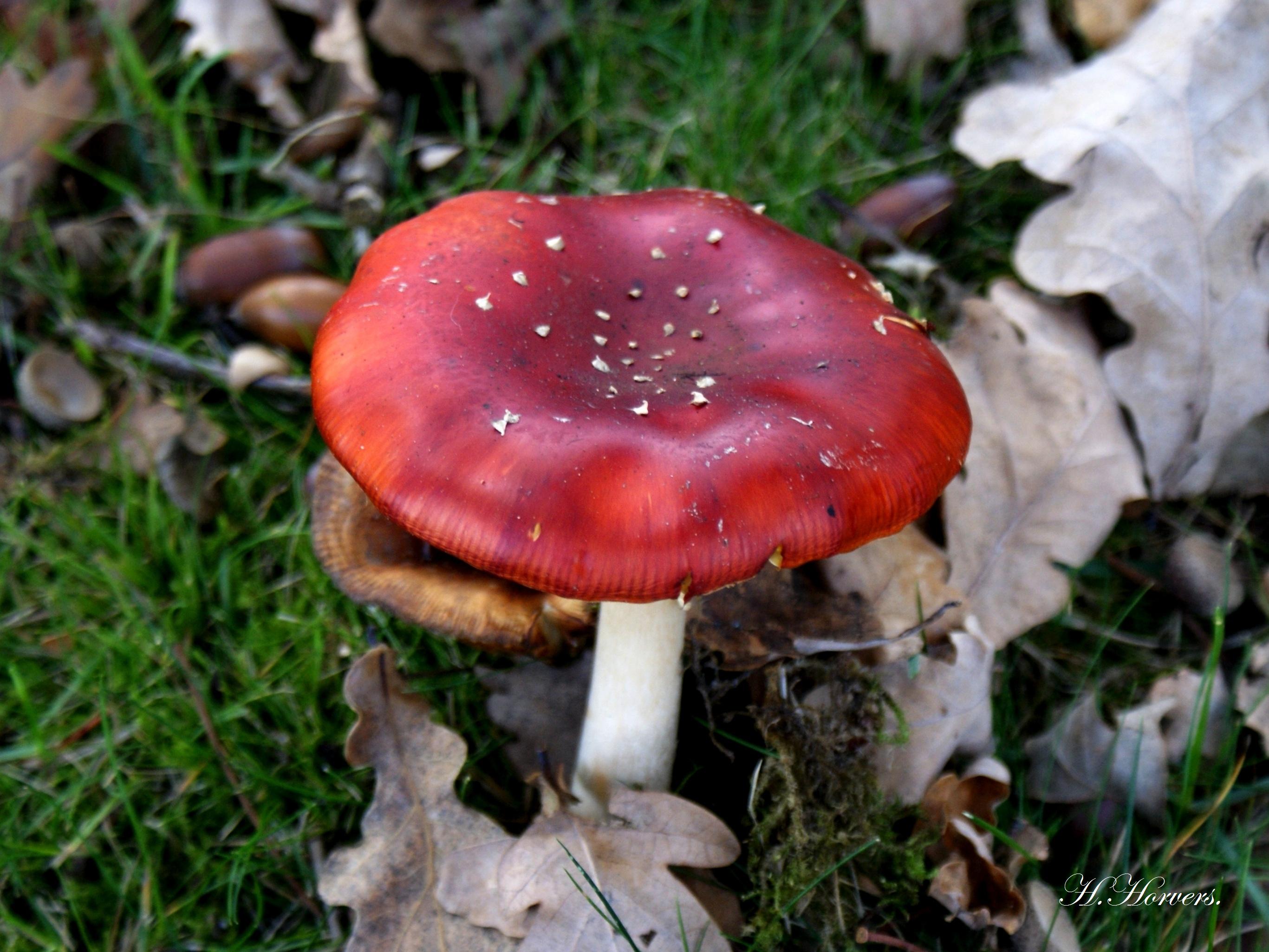 Paddestoelen - Zwammen